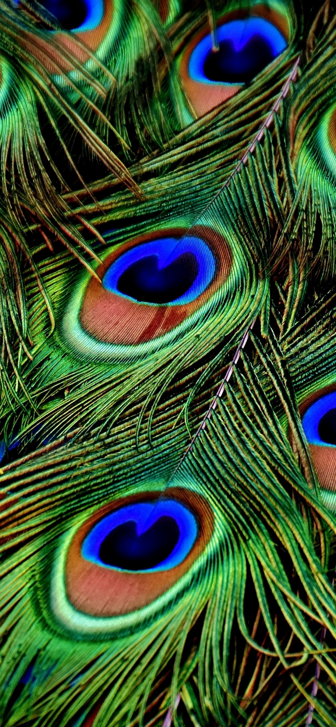 Peacock Feather Live  Multiple Feathers Wallpaper Download  MobCup