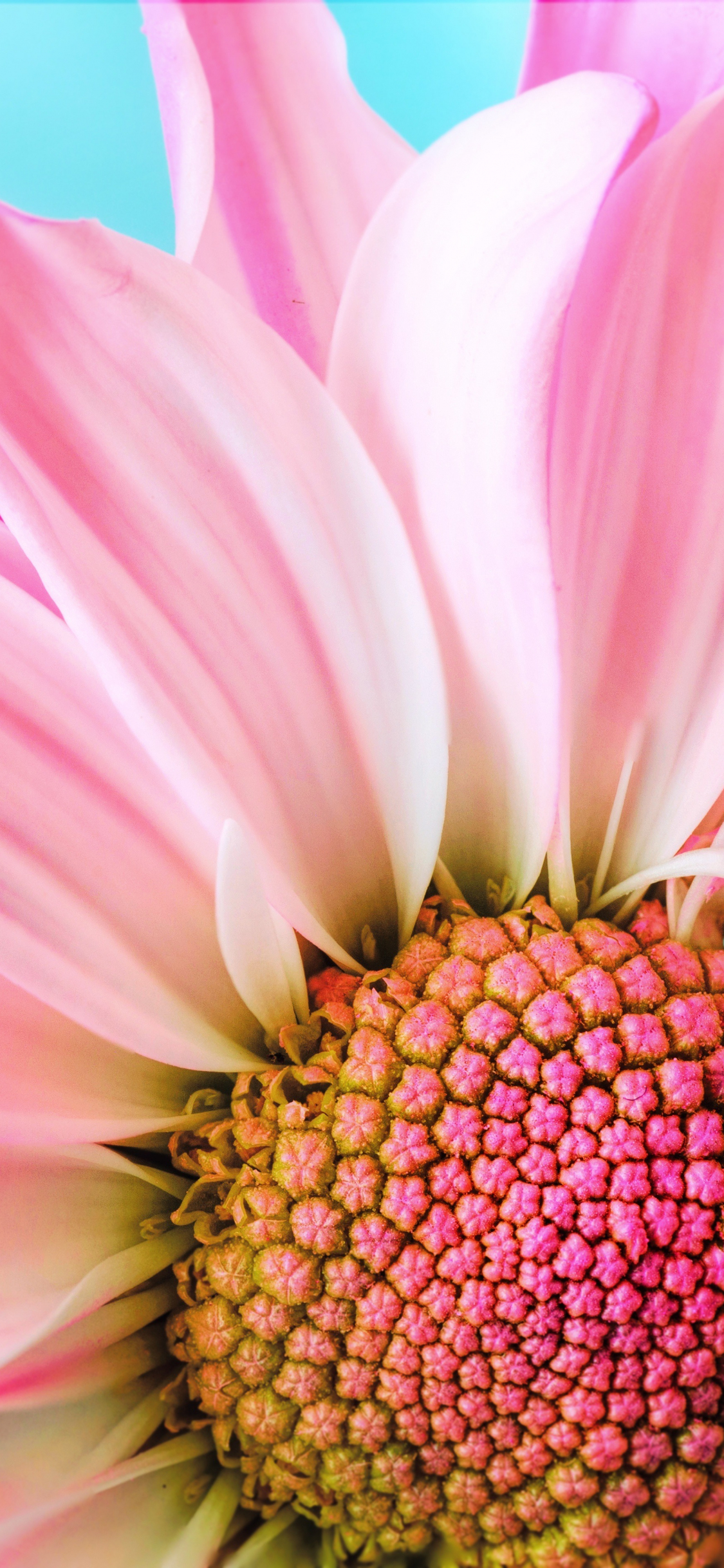 Pink Daisy Wallpapers - Top Free Pink Daisy Backgrounds - WallpaperAccess