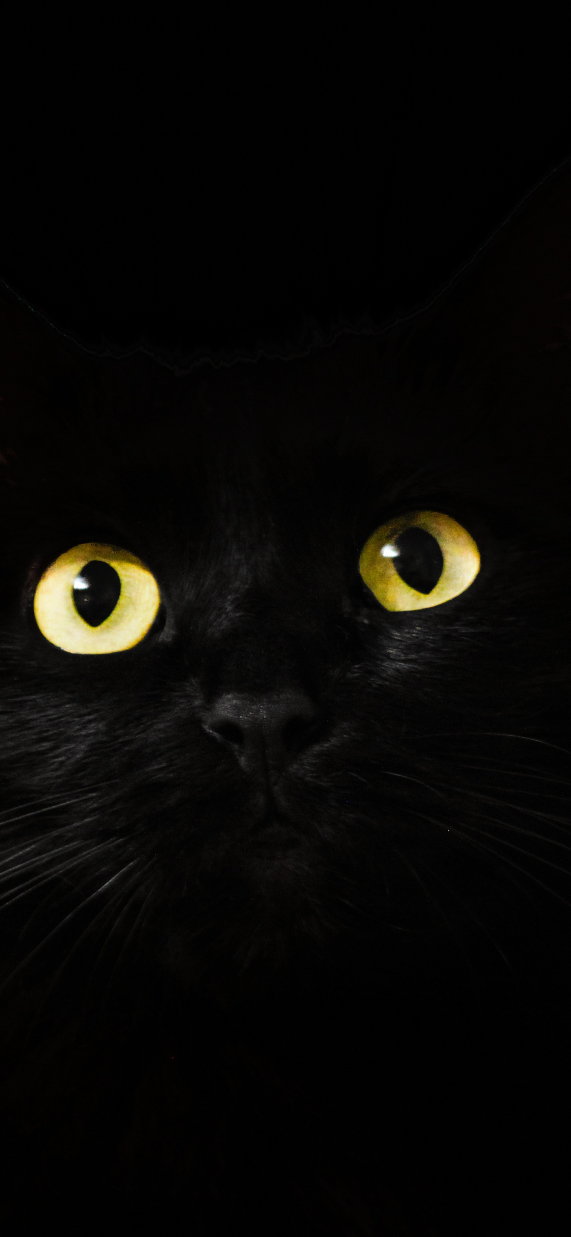 Download 1125x2436 Wallpaper Black Cat Muzzle Animal Yellow Eyes Iphone X 1125x2436 Hd Image Background 922