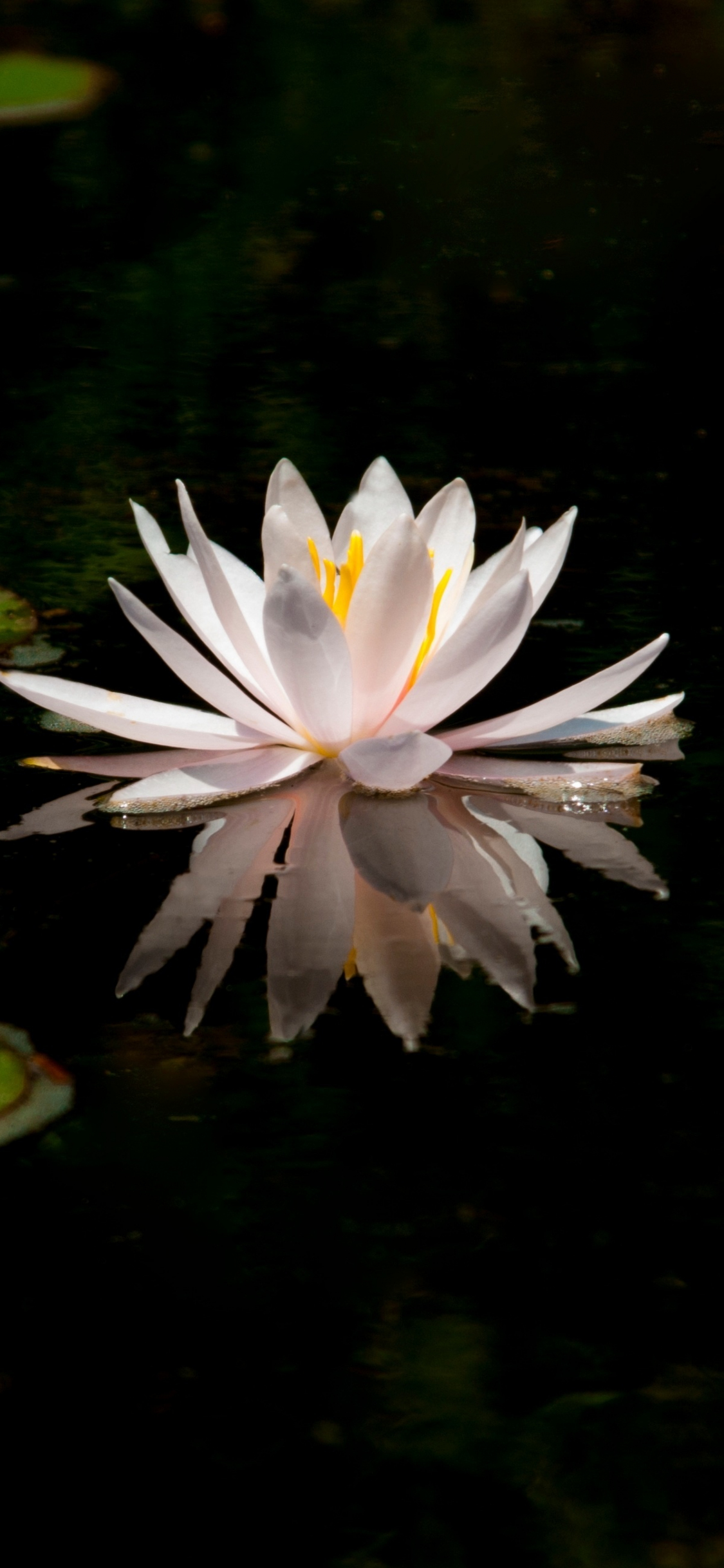 Download wallpaper 1125x2436 white, reflections, water lily, lake, flower,  iphone x, 1125x2436 hd background, 4982