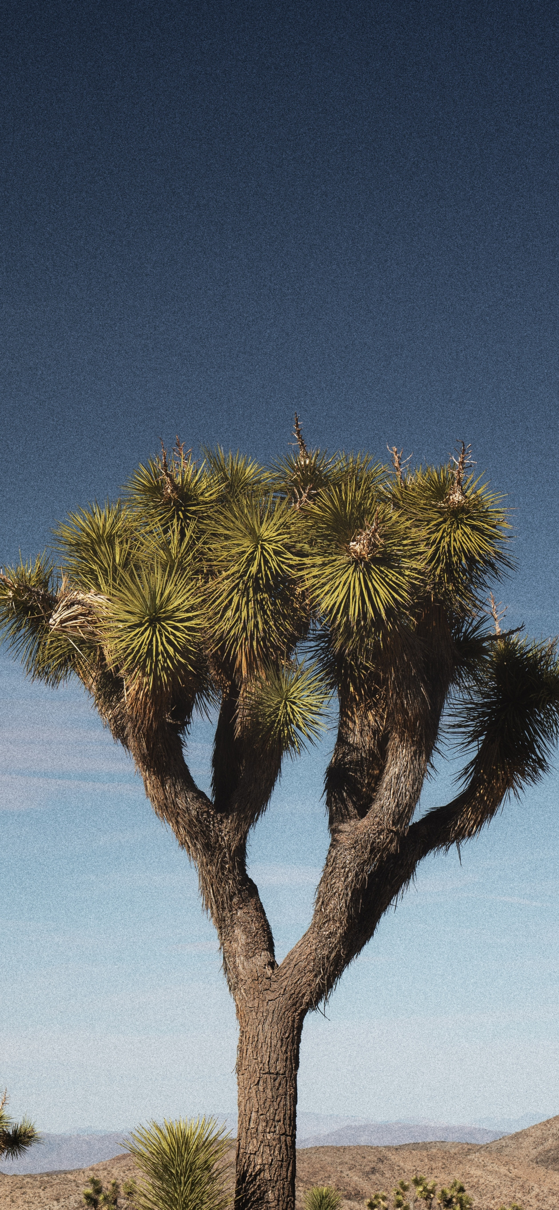 Download The Scenic Exodus At Joshua Tree National Park Wallpaper   Wallpaperscom