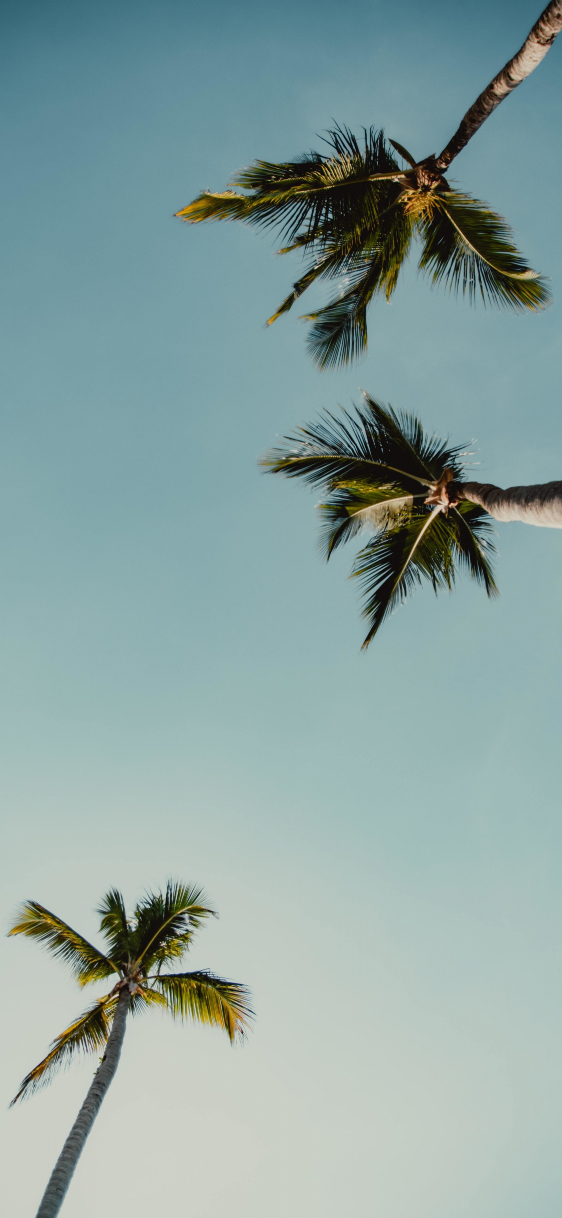 Download wallpaper 1125x2436 palms, trees, minimal, iphone x, 1125x2436 ...