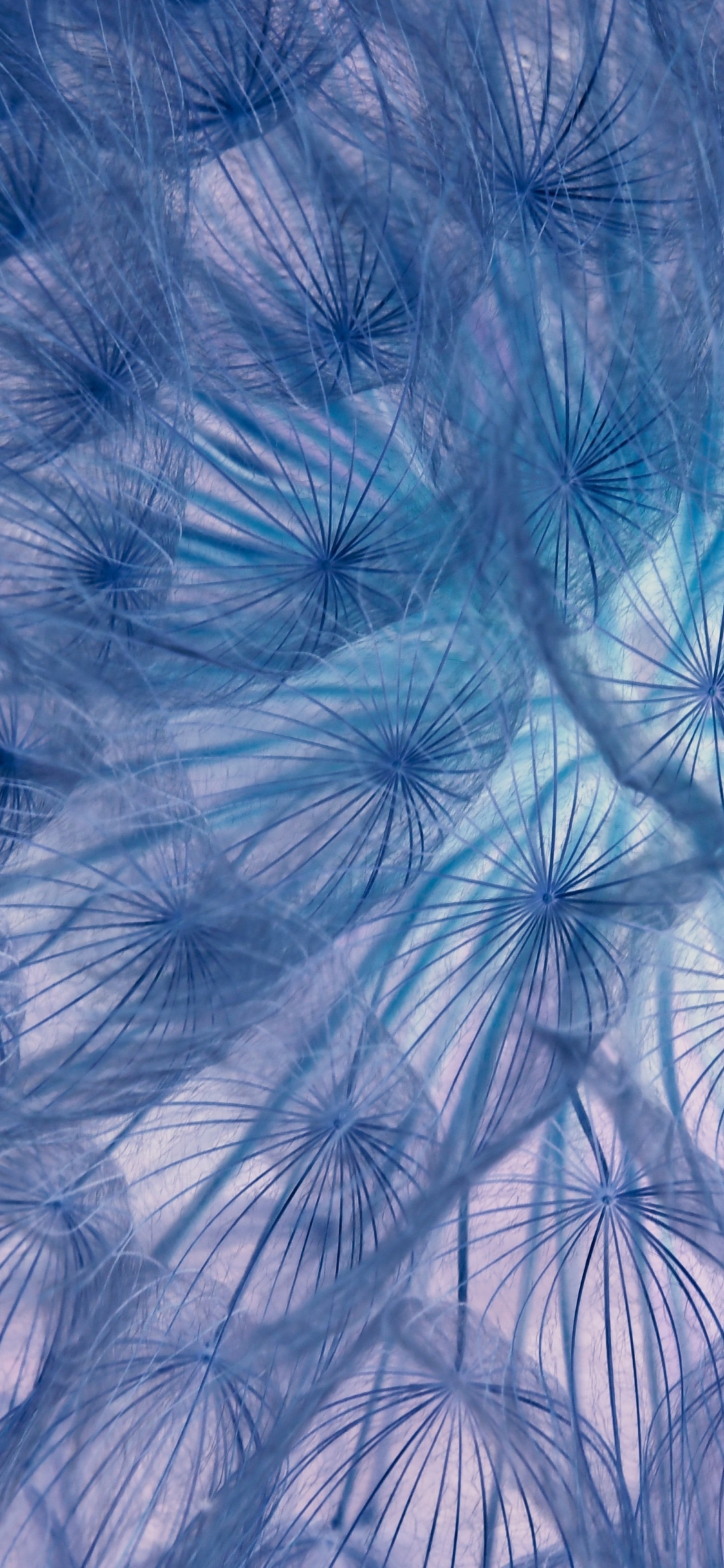 Flower, threads, close-up, dandelion, 1125x2436 wallpaper