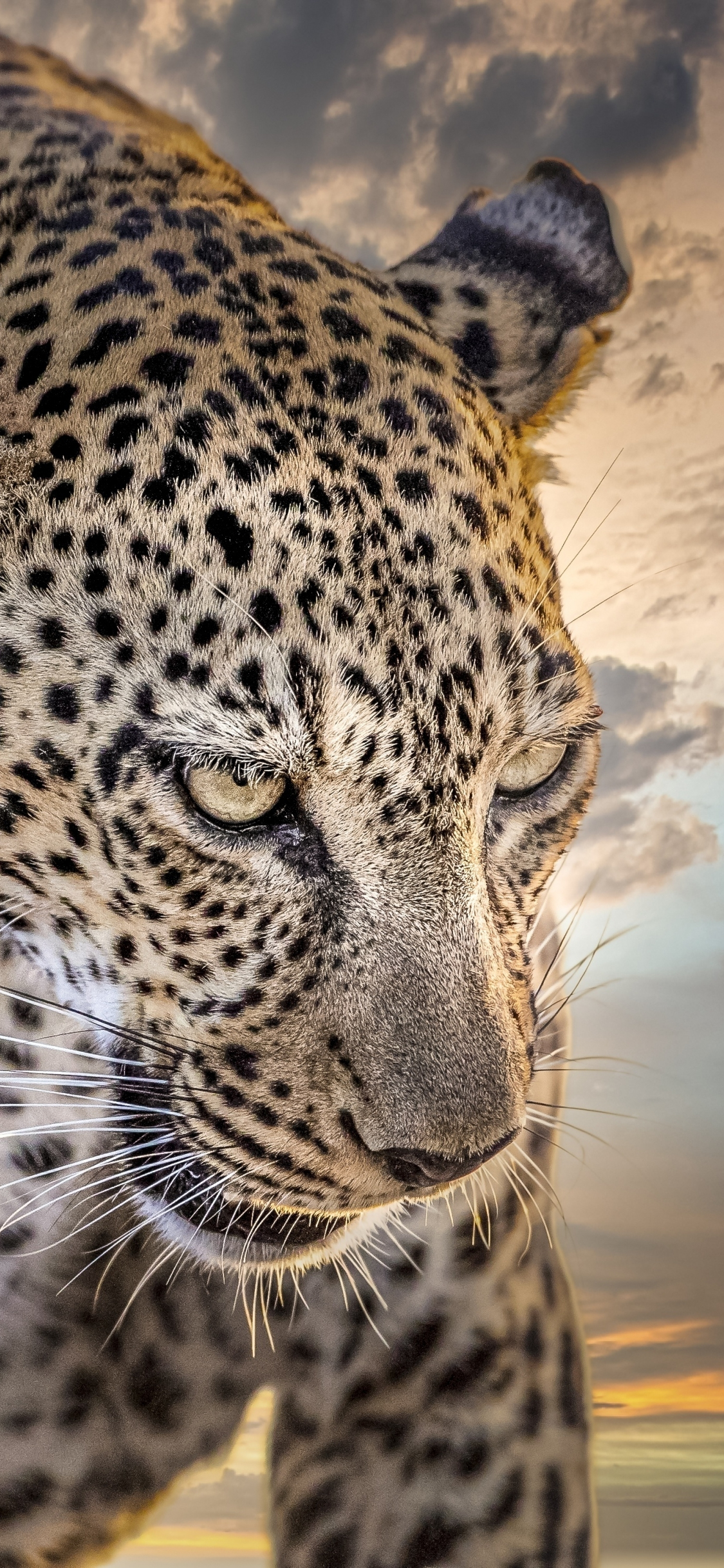 1125x2436 Leopard, animal, relaxed, portrait wallpaper  Animal wallpaper,  Wild animal wallpaper, Leopard wallpaper