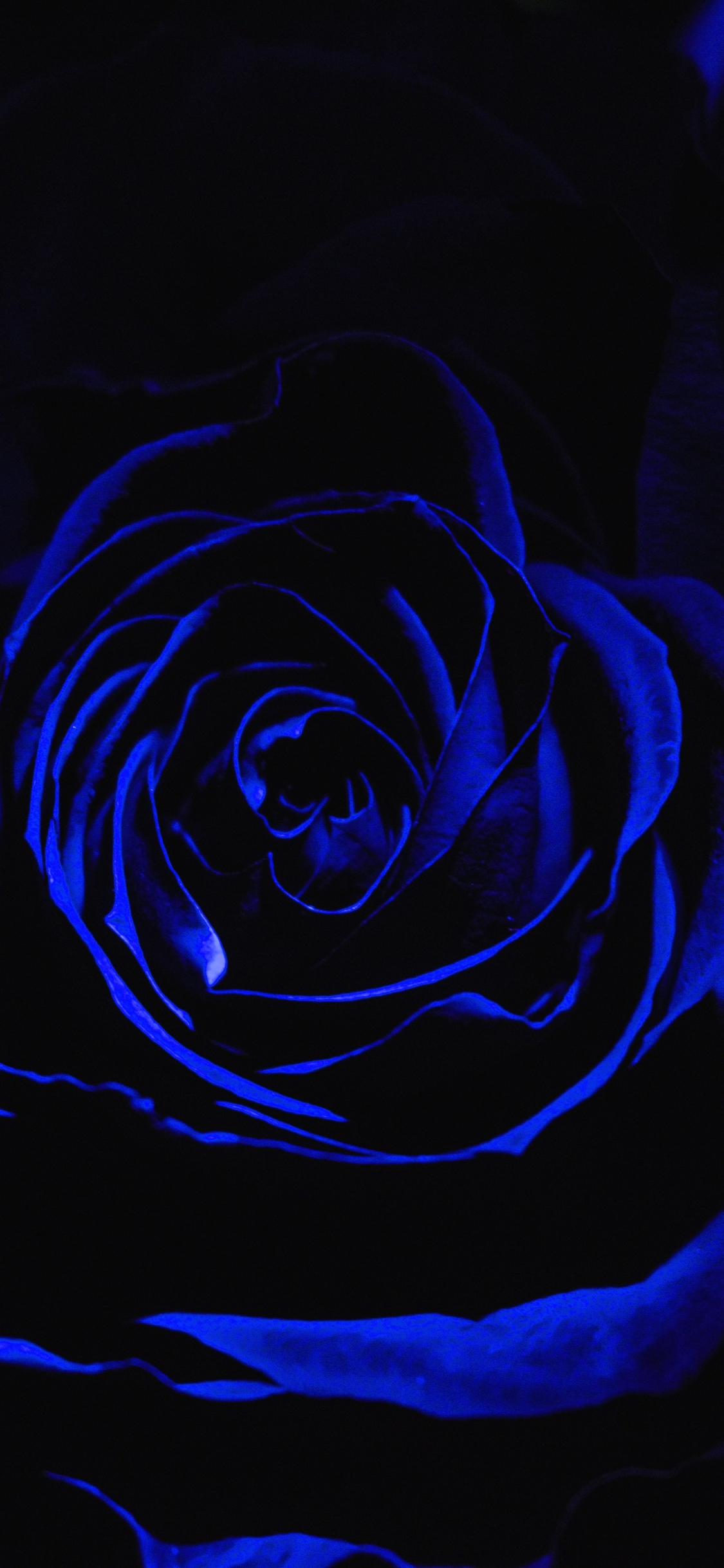 Blue Rose Wallpaper HD  PixelsTalkNet