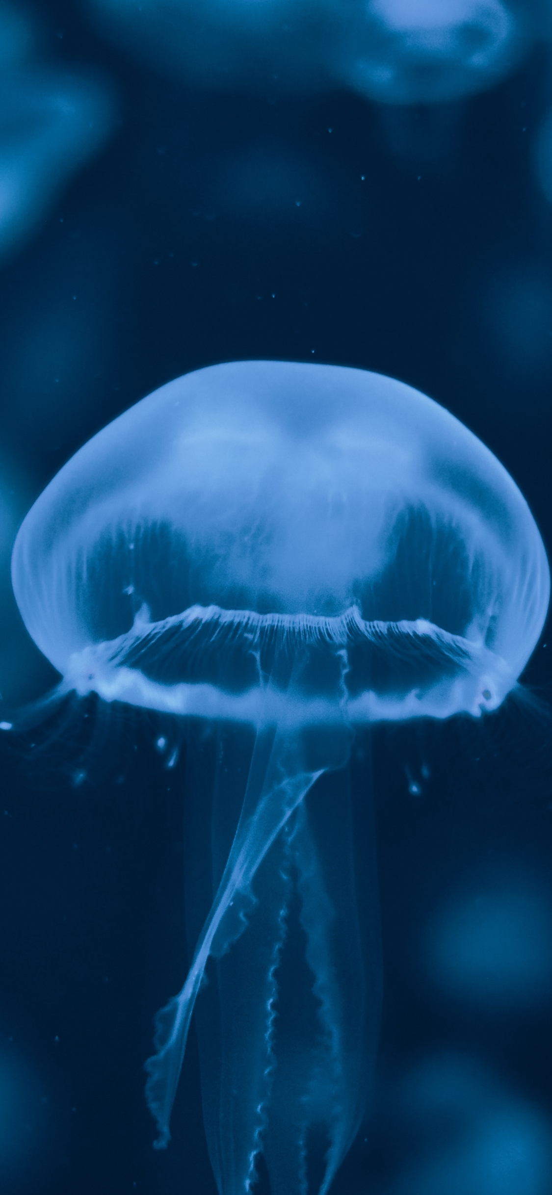 Download 1125x2436 Wallpaper Blue Jellyfish Aquarium Iphone X 1125x2436 Hd Image Background 327