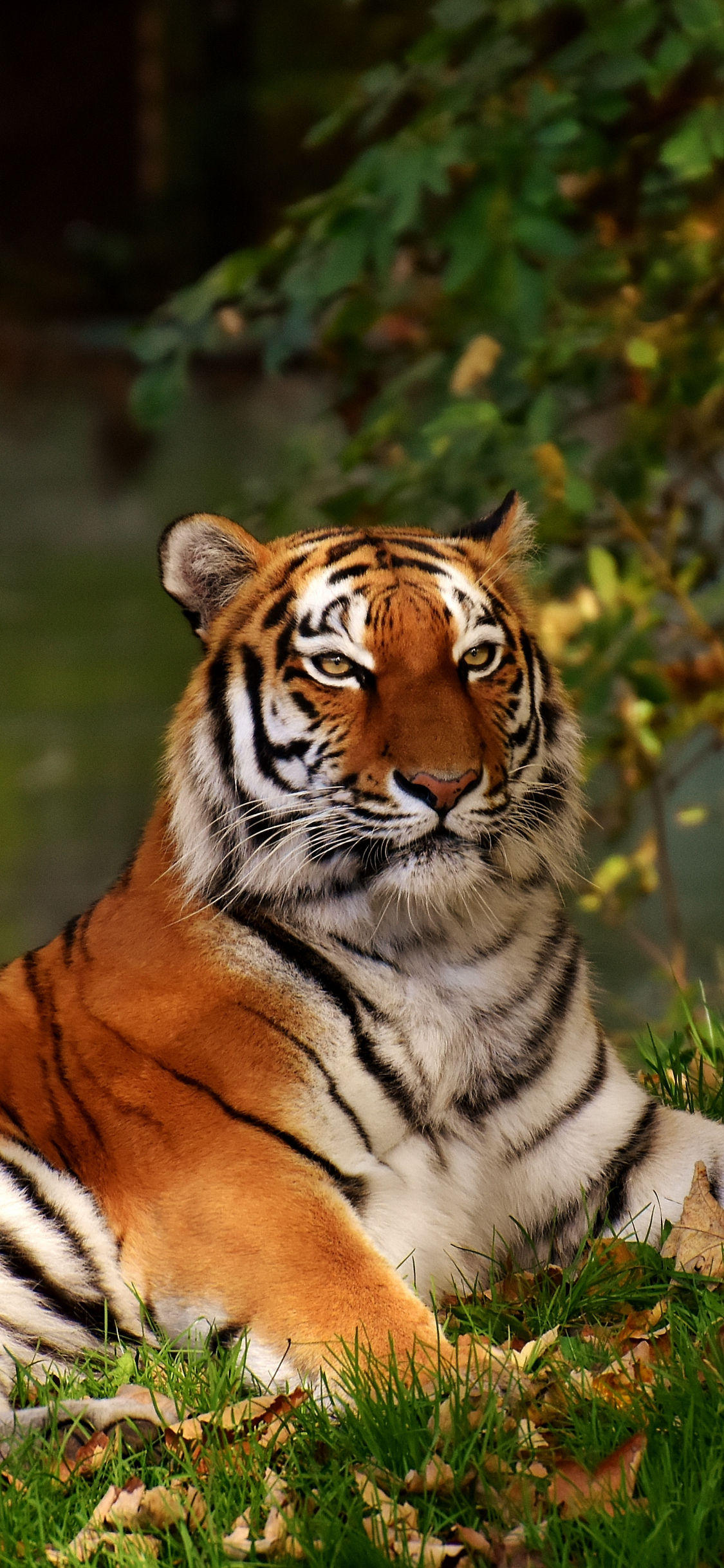 Tiger In The Forest. Beautiful Tiger In The Wild Nature. Free Image and  Photograph 206025432.