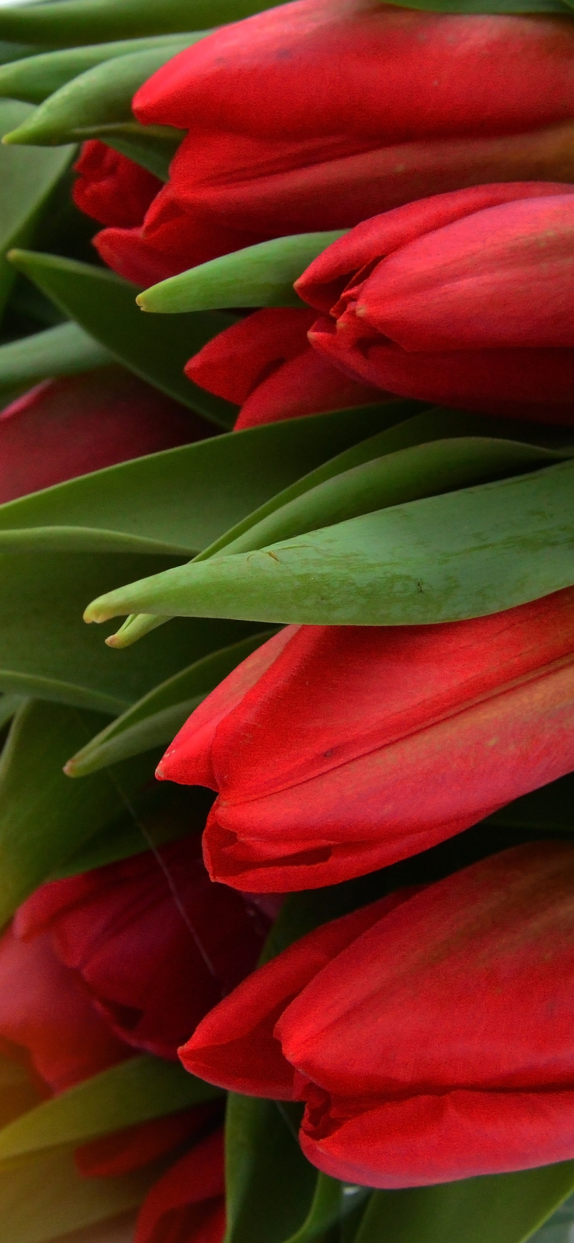 Download wallpaper 1125x2436 red tulip, flowers, fresh, iphone x, 1125x2436  hd background, 3893
