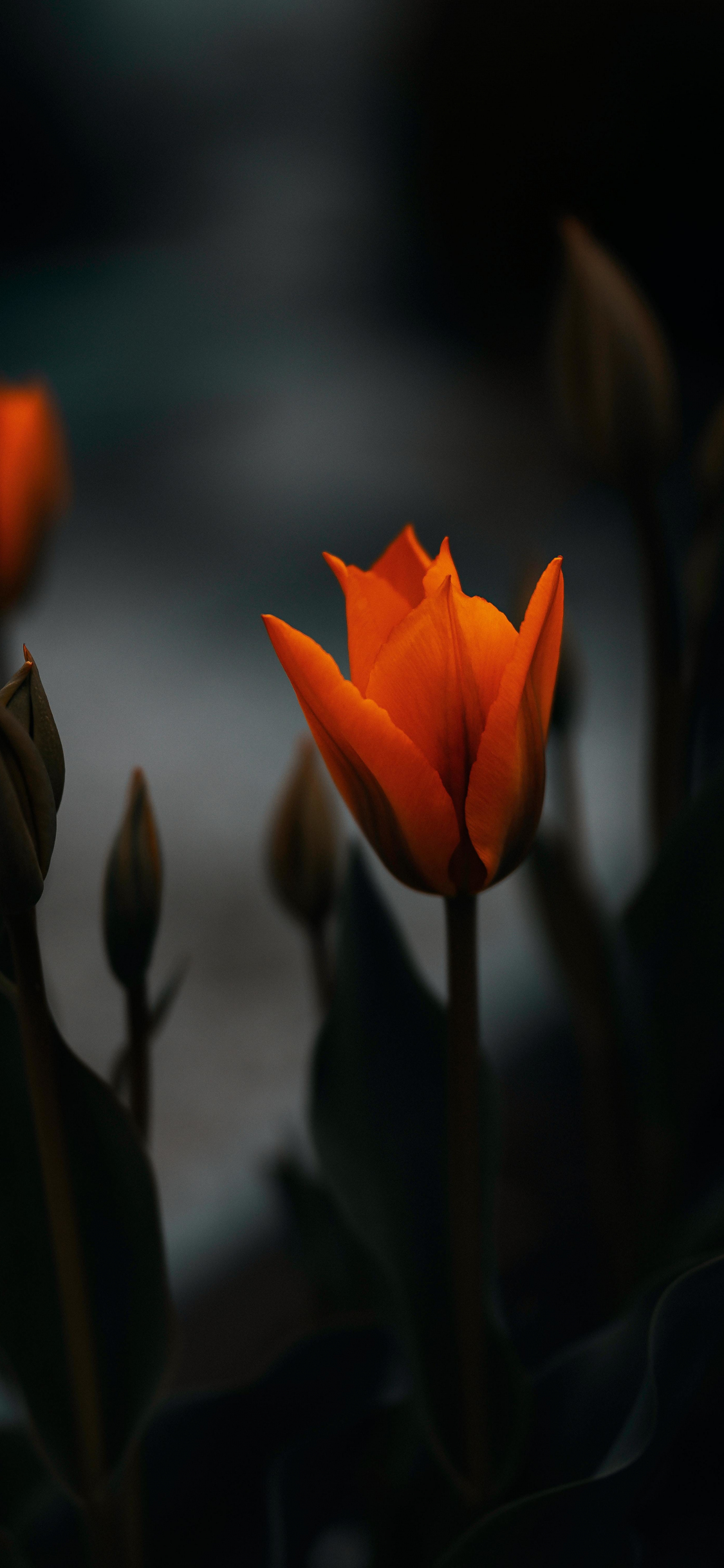 Những đoá tulip nở rực rỡ sẽ làm cho bạn thấy tươi mới và có năng lượng. Hãy xem hình ảnh để tận hưởng vẻ đẹp tuyệt vời của chúng.
