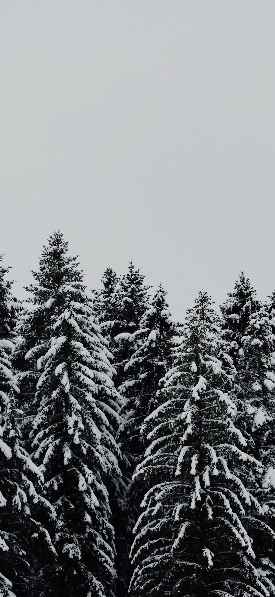Winter Forest Trees Snow Nature Background HD Nature Wallpapers  HD  Wallpapers  ID 99337