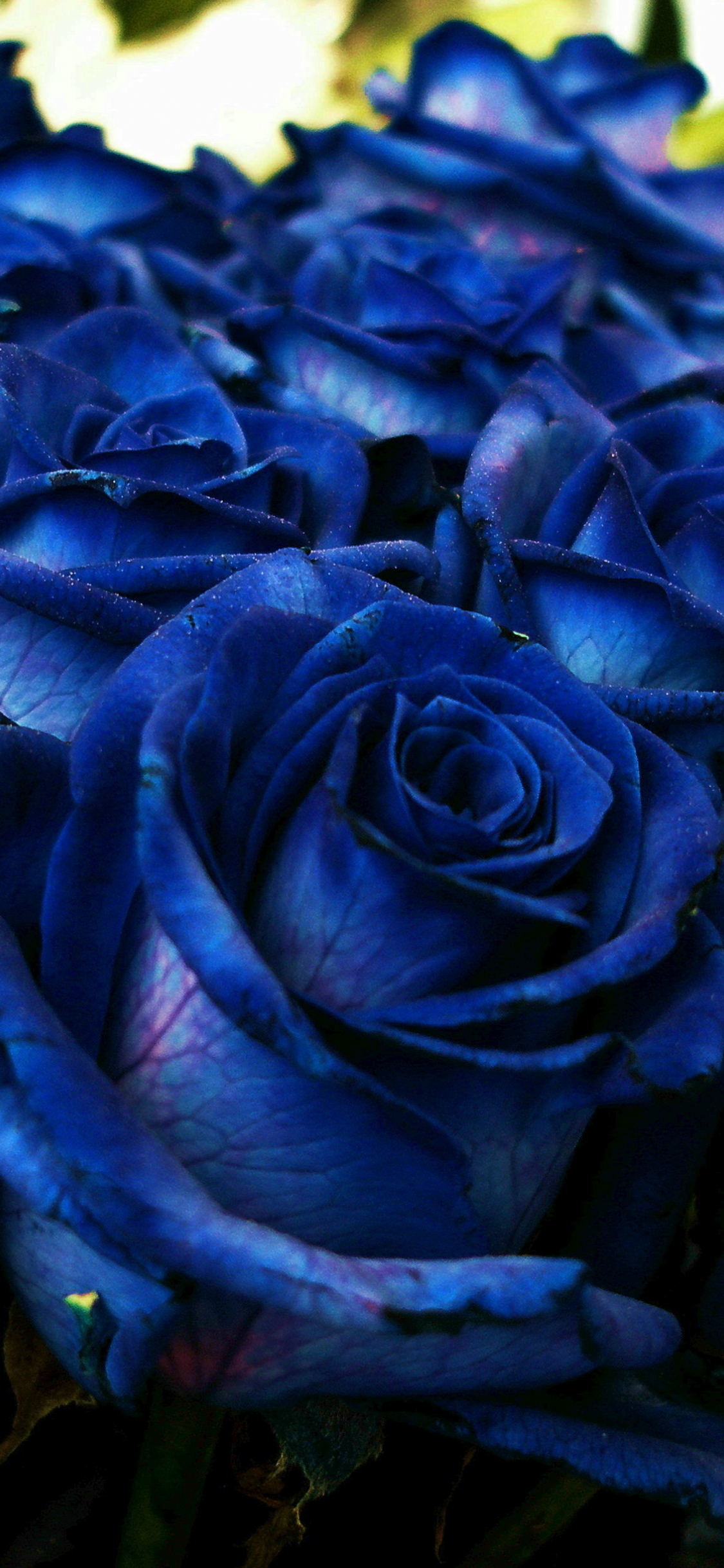 Ideas For Blue Rose Images Hd Wallpaper Download images