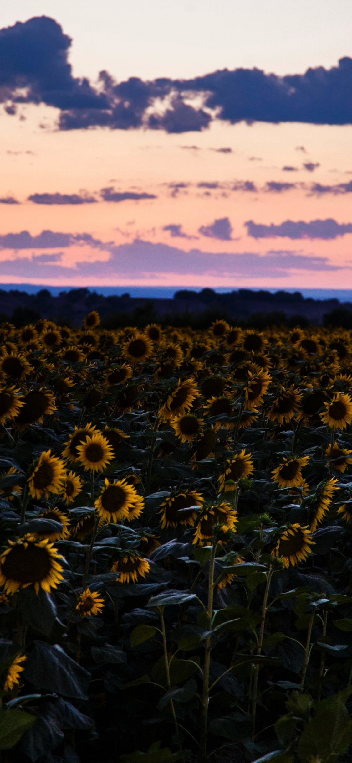 Download 1125x2436 Wallpaper Sunflowers Flowers Field Sunset