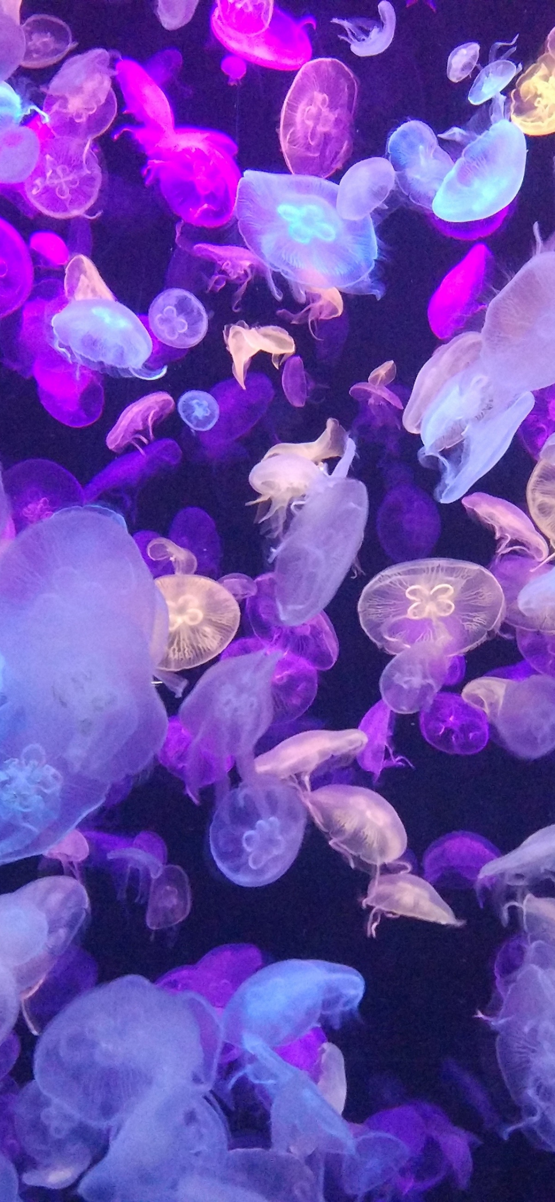 Những con sứa có thể trông rất kỳ quặc ngoài đời thực, nhưng lại trông vô cùng đẹp trong ảnh. Hãy tìm hiểu thêm về loài sinh vật này và khám phá bức ảnh tuyệt đẹp kết nối ở đây.