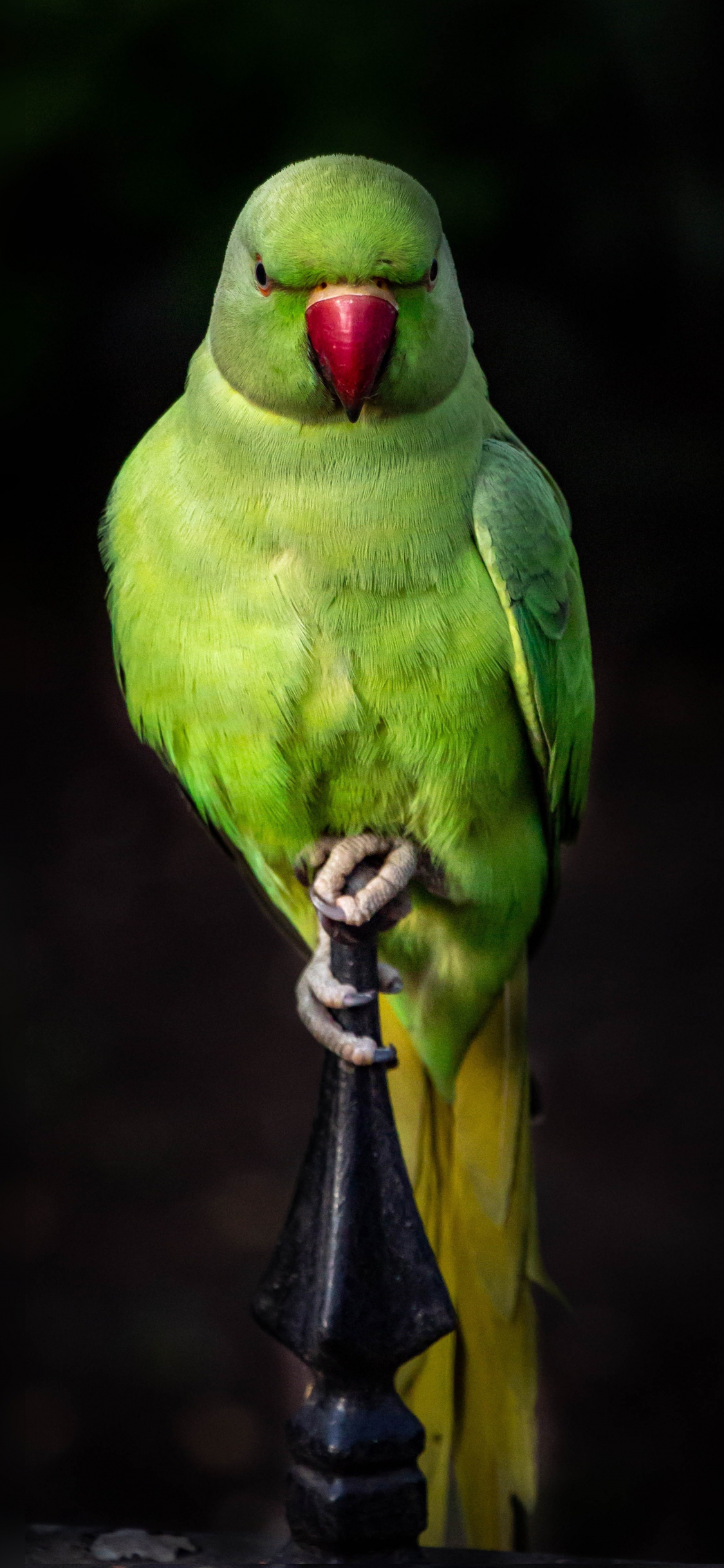 1125x2436 Parrots Paradise Iphone XSIphone 10Iphone X HD 4k Wallpapers  Images Backgrounds Photos and Pictures