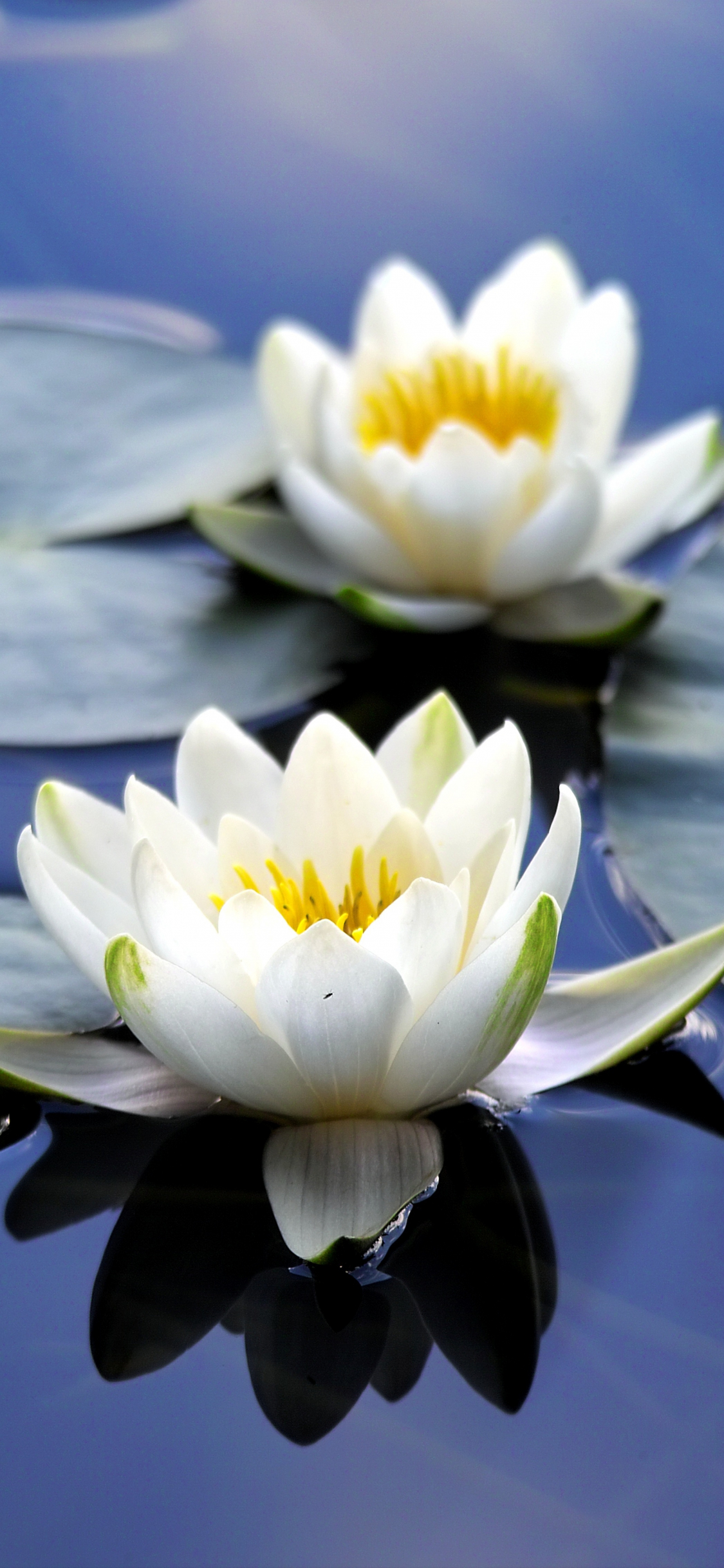 Download wallpaper 1125x2436 flora, white flowers, close up, bloom, water  lily, iphone x, 1125x2436 hd background, 19022
