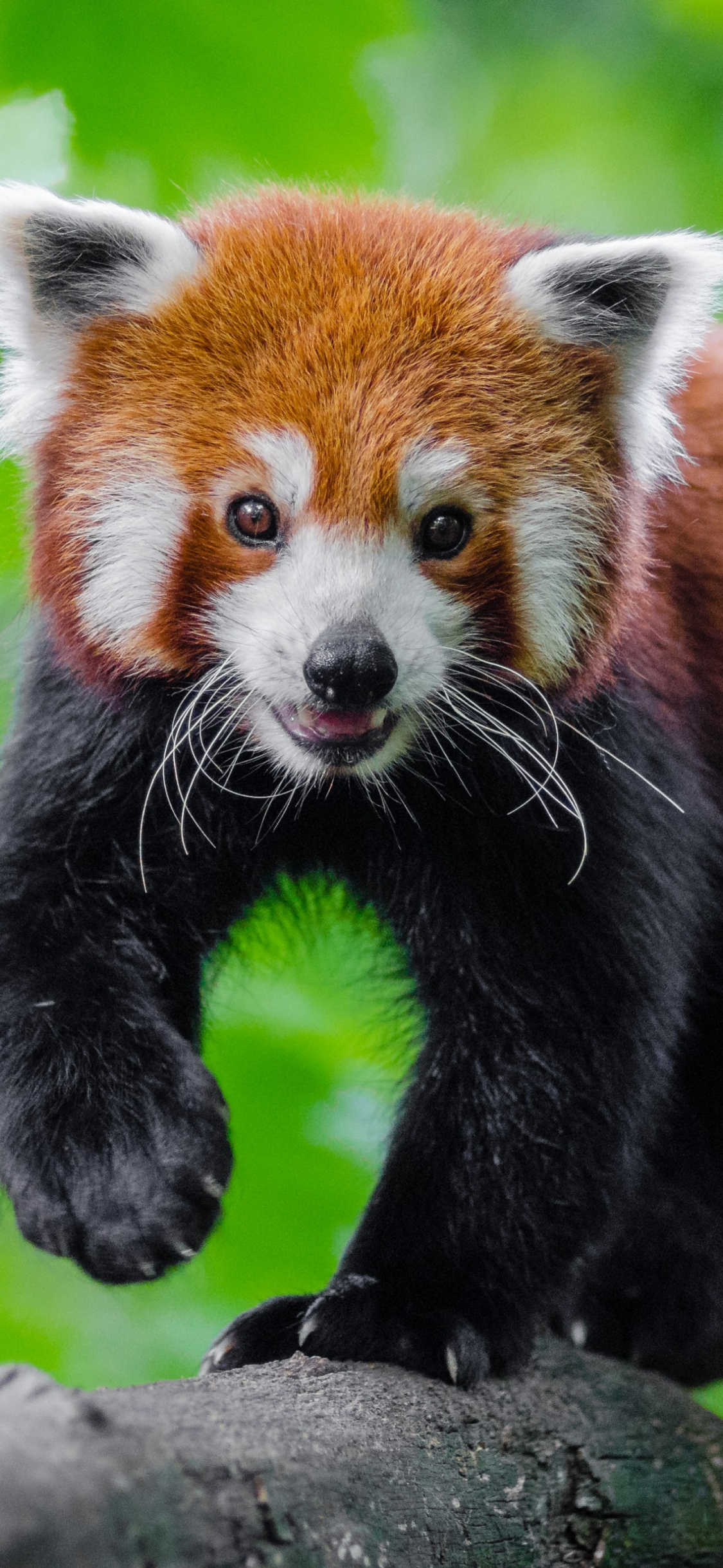 Download wallpaper 1125x2436 cute, red panda, animal, play, iphone x,  1125x2436 hd background, 838