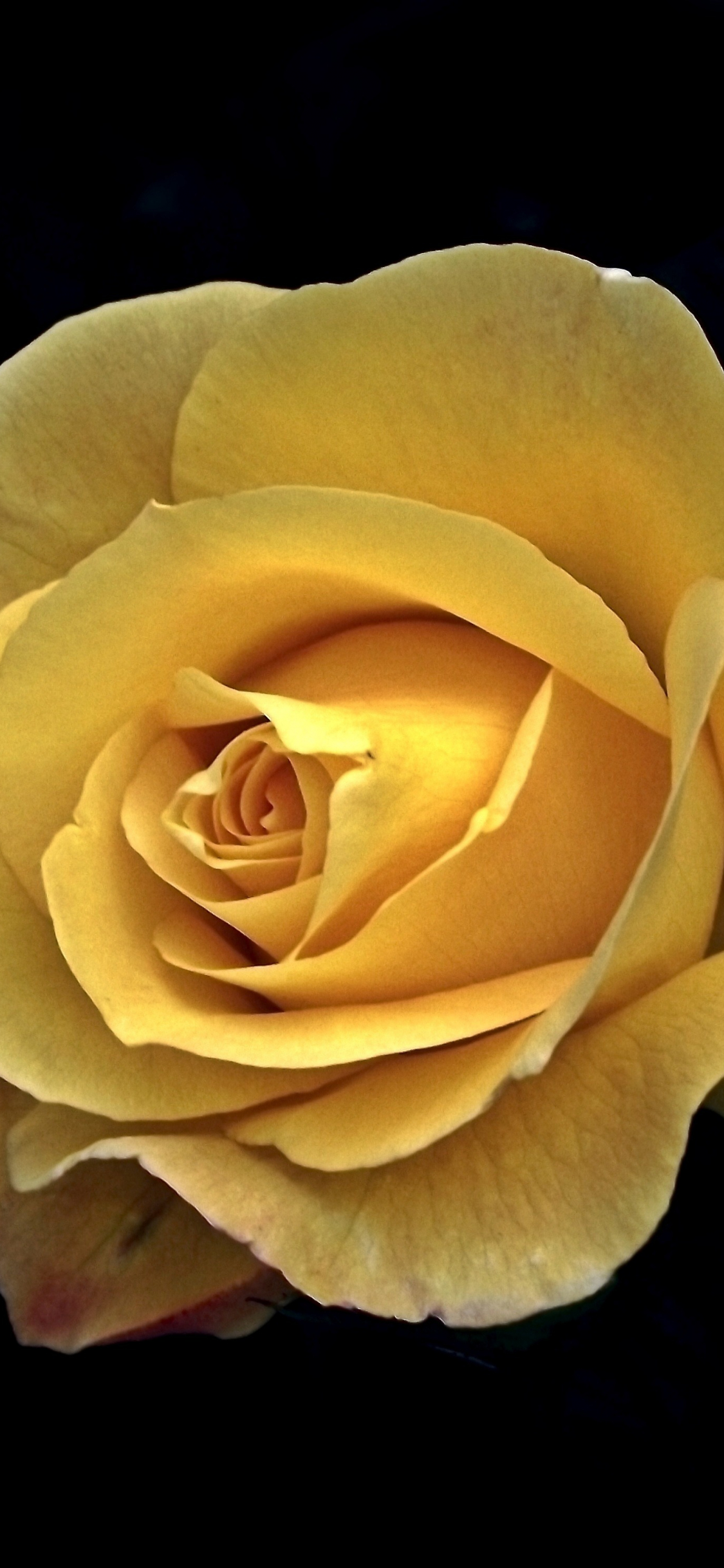 Download wallpaper 1125x2436 yellow rose, flower, portrait, iphone x,  1125x2436 hd background, 3563