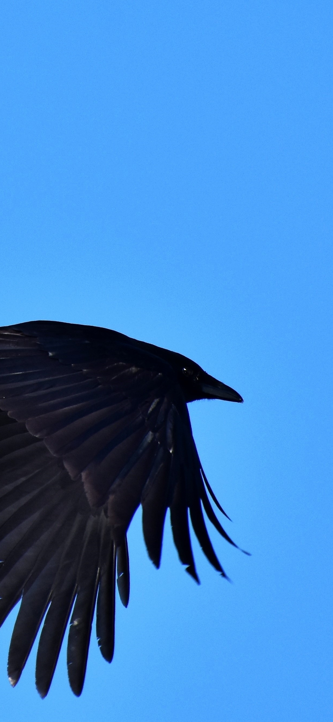 Download wallpaper 1125x2436 black bird, raven, crow, flight, iphone x,  1125x2436 hd background, 6691