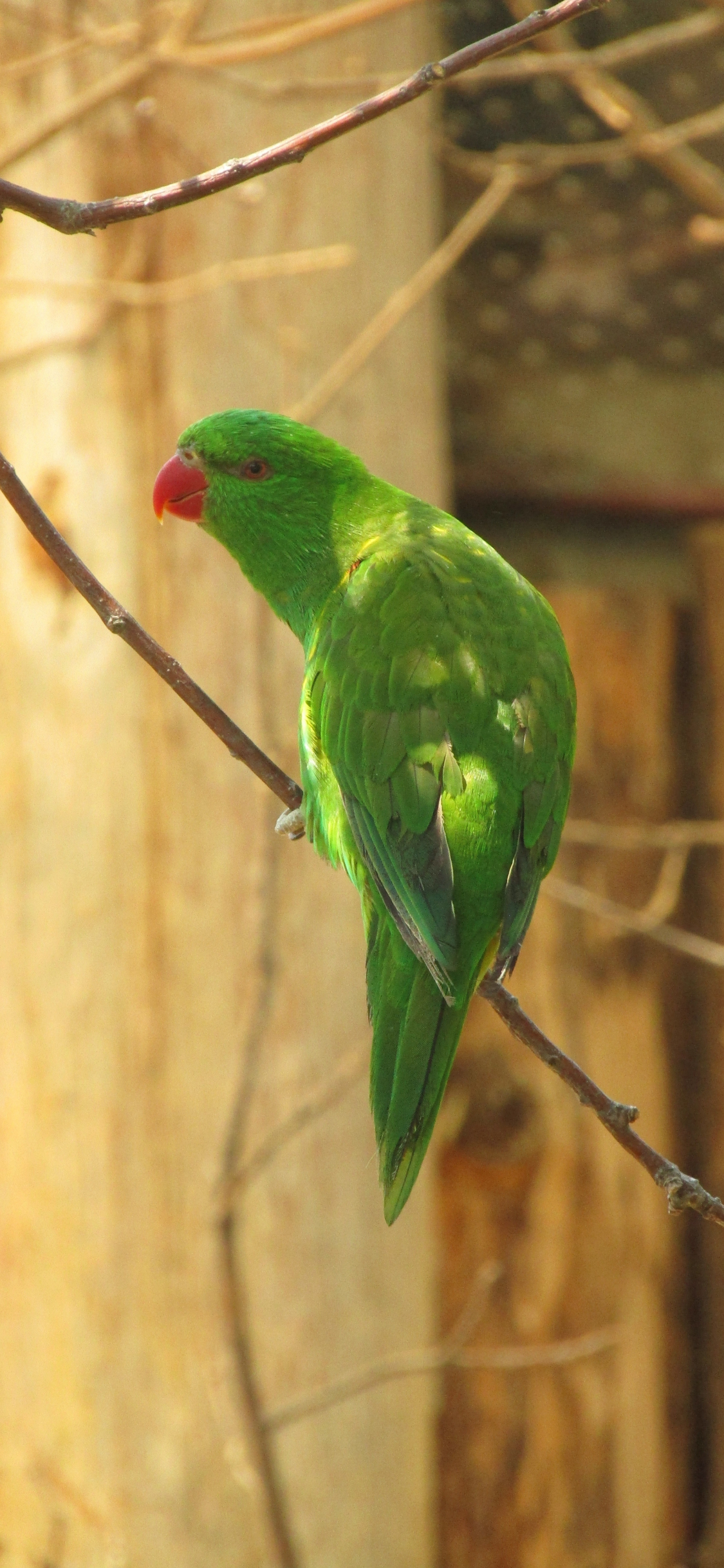 Download wallpaper 1125x2436 green parrot, adorable, bird, iphone x,  1125x2436 hd background, 7870