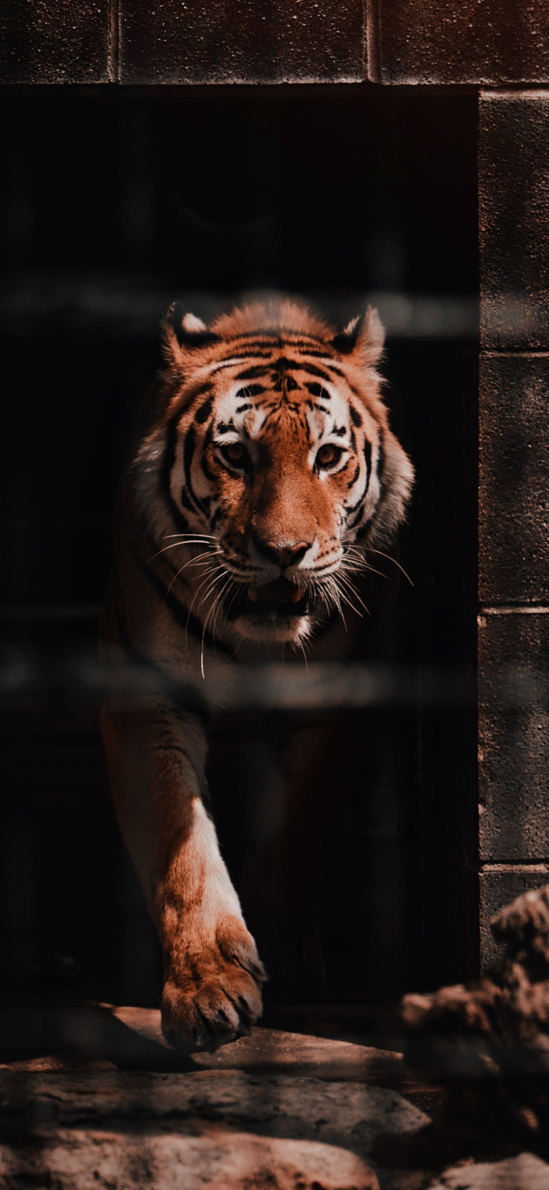 Bengal Tiger Siberian Tiger Plant Live Wallpaper - download