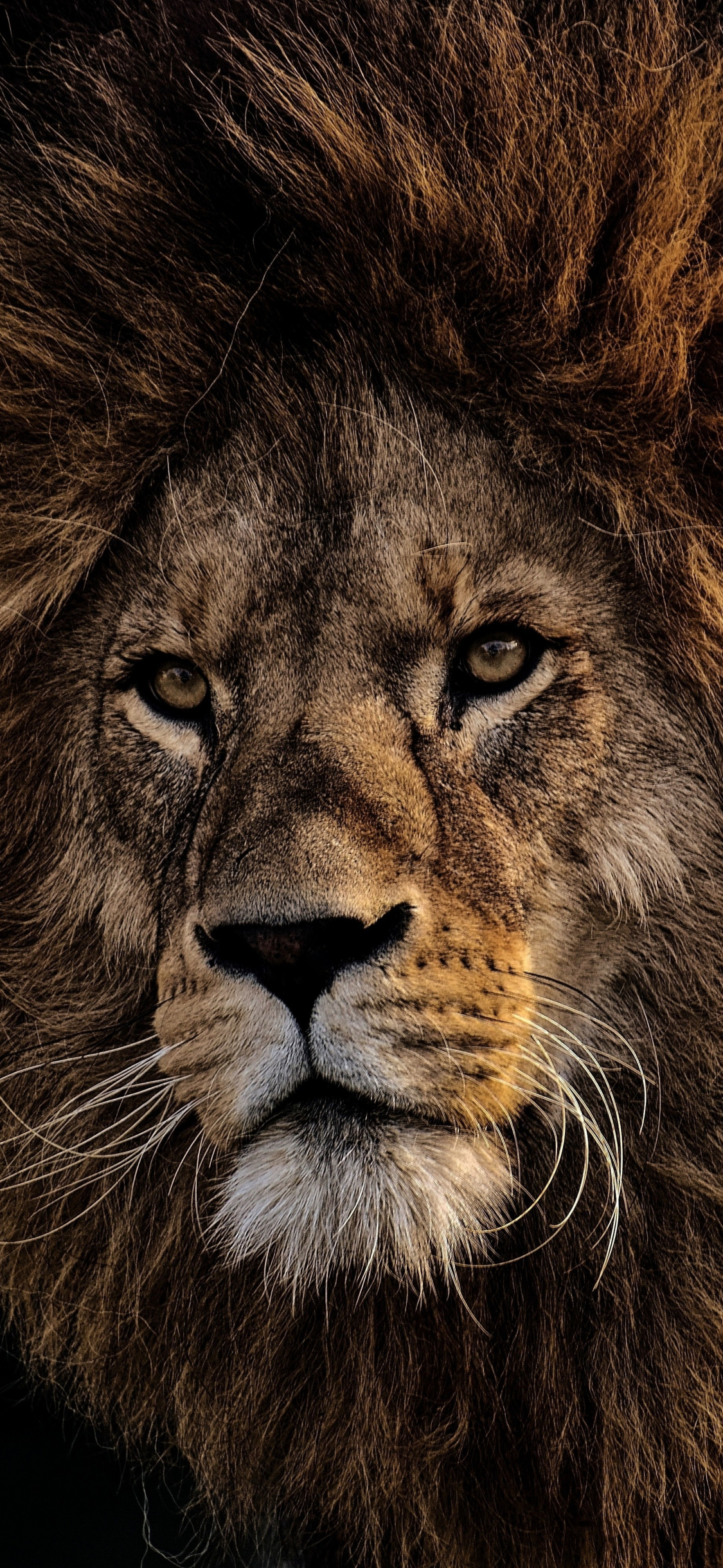 HD 4K lion king wallpaper Wallpapers for Mobile
