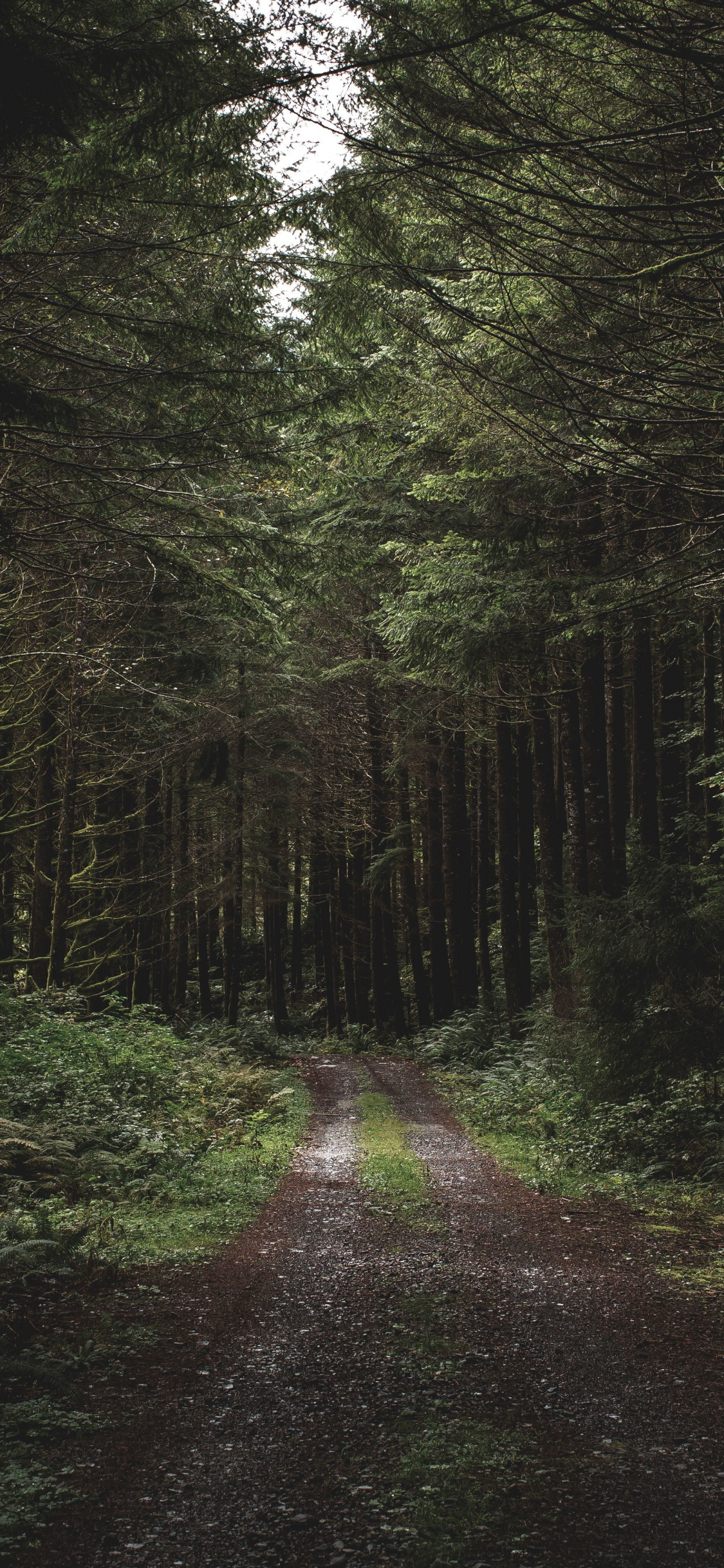 Dirt road, path, trees, forest, greenery, 1125x2436 wallpaper