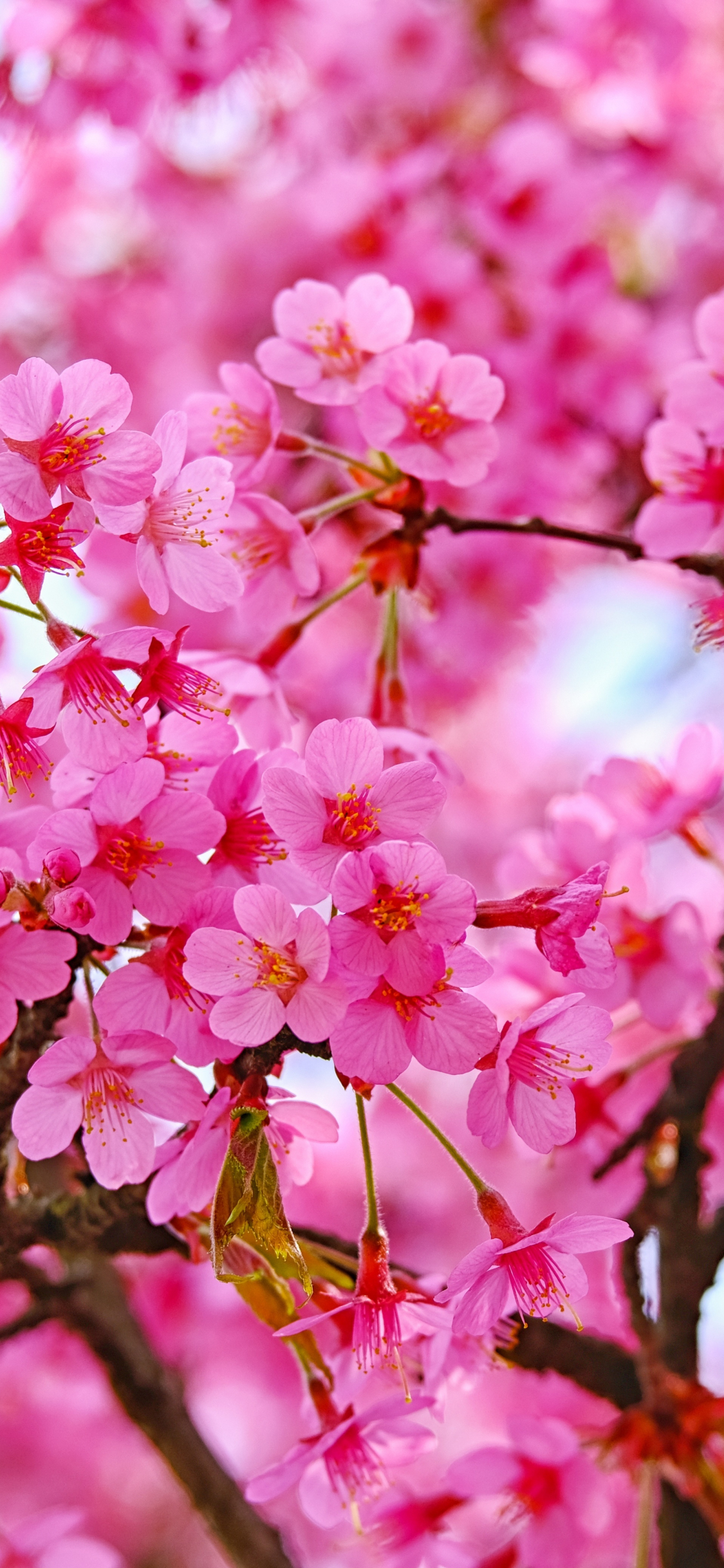 Cherry blossom, pink flowers, nature, 1125x2436 wallpaper