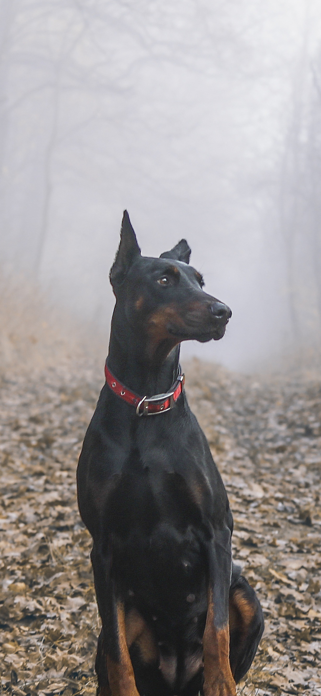 Download wallpaper 1125x2436 dobermann pinscher, dog, outdoor, iphone x,  1125x2436 hd background, 2017