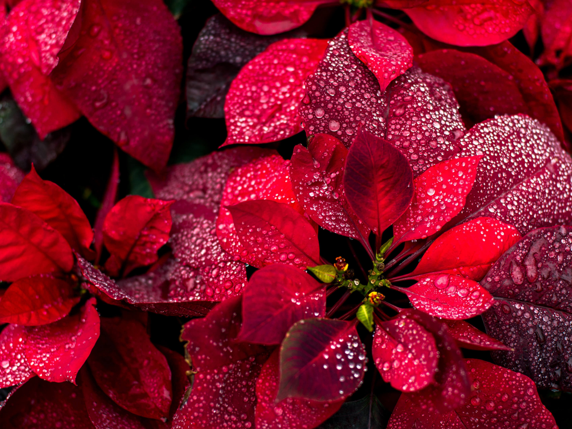 Colorful red leaves, nature, plant, close up, 1152x864 wallpaper