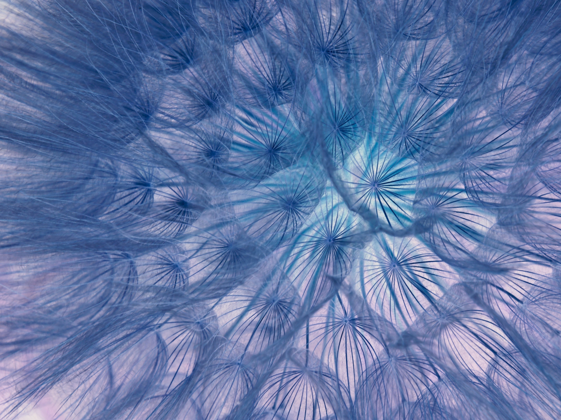 Flower, threads, close-up, dandelion, 1152x864 wallpaper