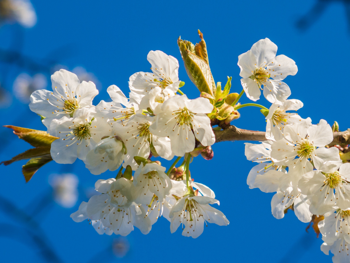 Download wallpaper 1152x864 white, sakura, blossom, flowers, standard 4 ...