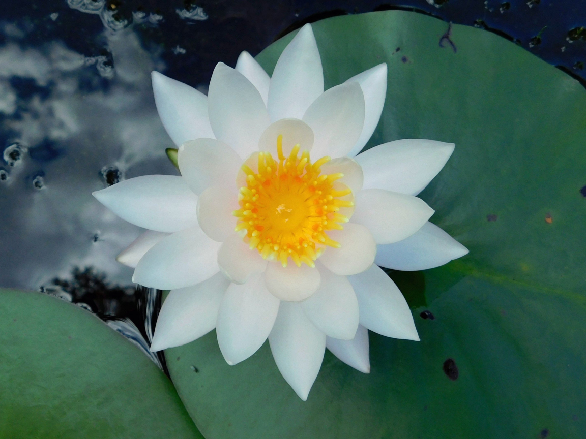 Download wallpaper 1152x864 water lily, white flower, leaf, pond