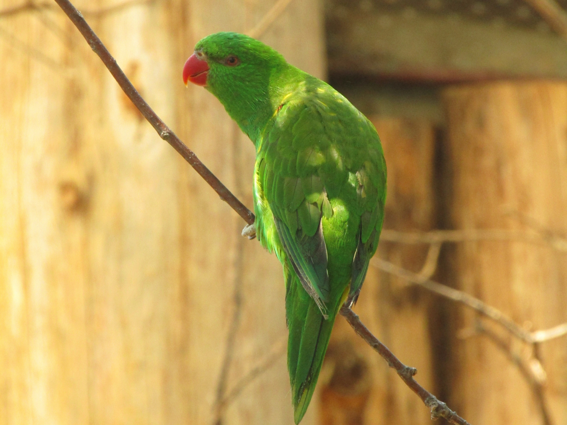 Download wallpaper 1152x864 green parrot, adorable, bird, standard 4:3