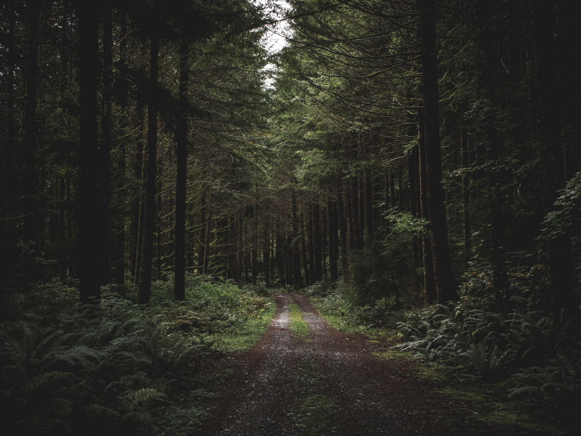 Dirt road, path, trees, forest, greenery, 1152x864 wallpaper