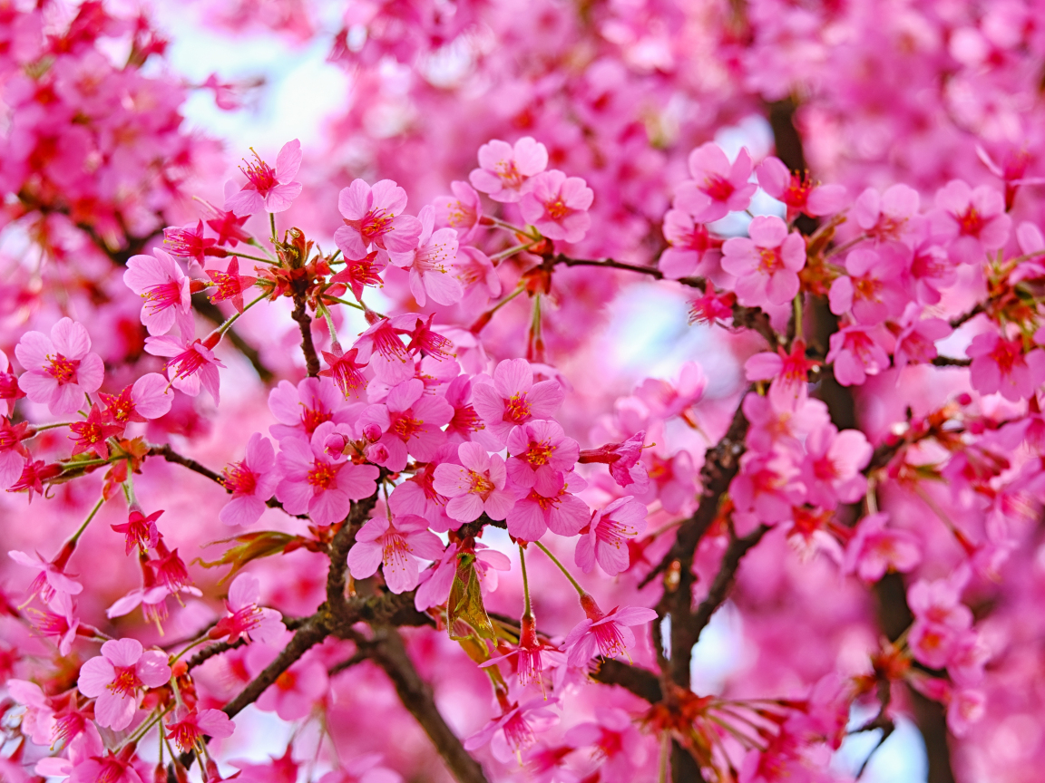 Cherry blossom, pink flowers, nature, 1152x864 wallpaper