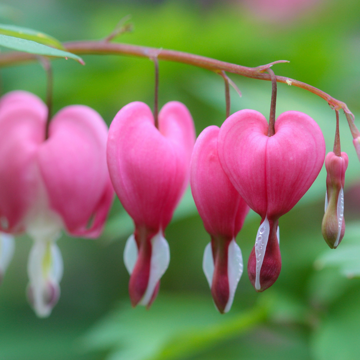 Desktop wallpaper bleeding heart, bloom, pink flowers, hd image ...