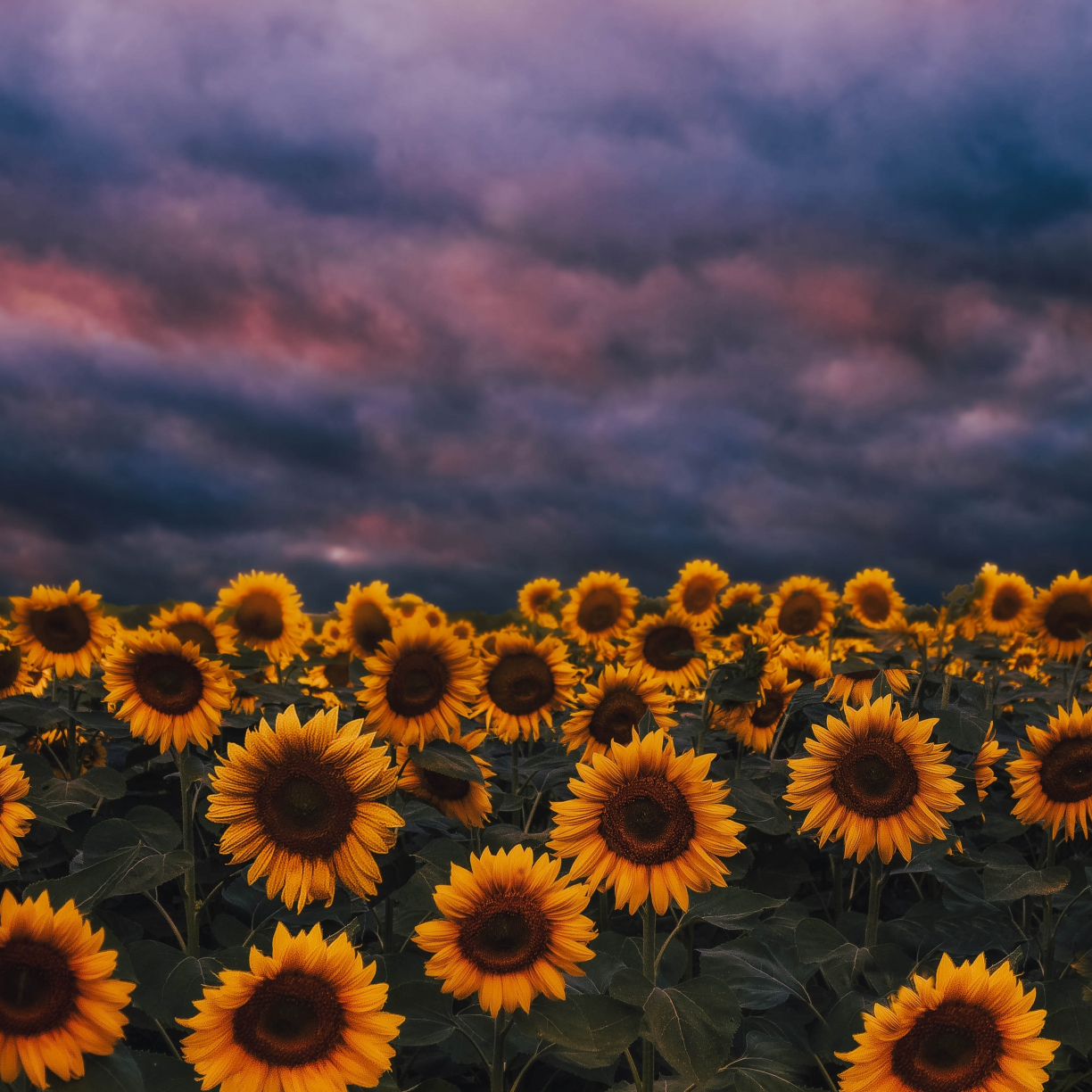Wallpaper sunflower farm, sunset, cloudy day desktop wallpaper, hd image,  picture, background, 18096e | wallpapersmug