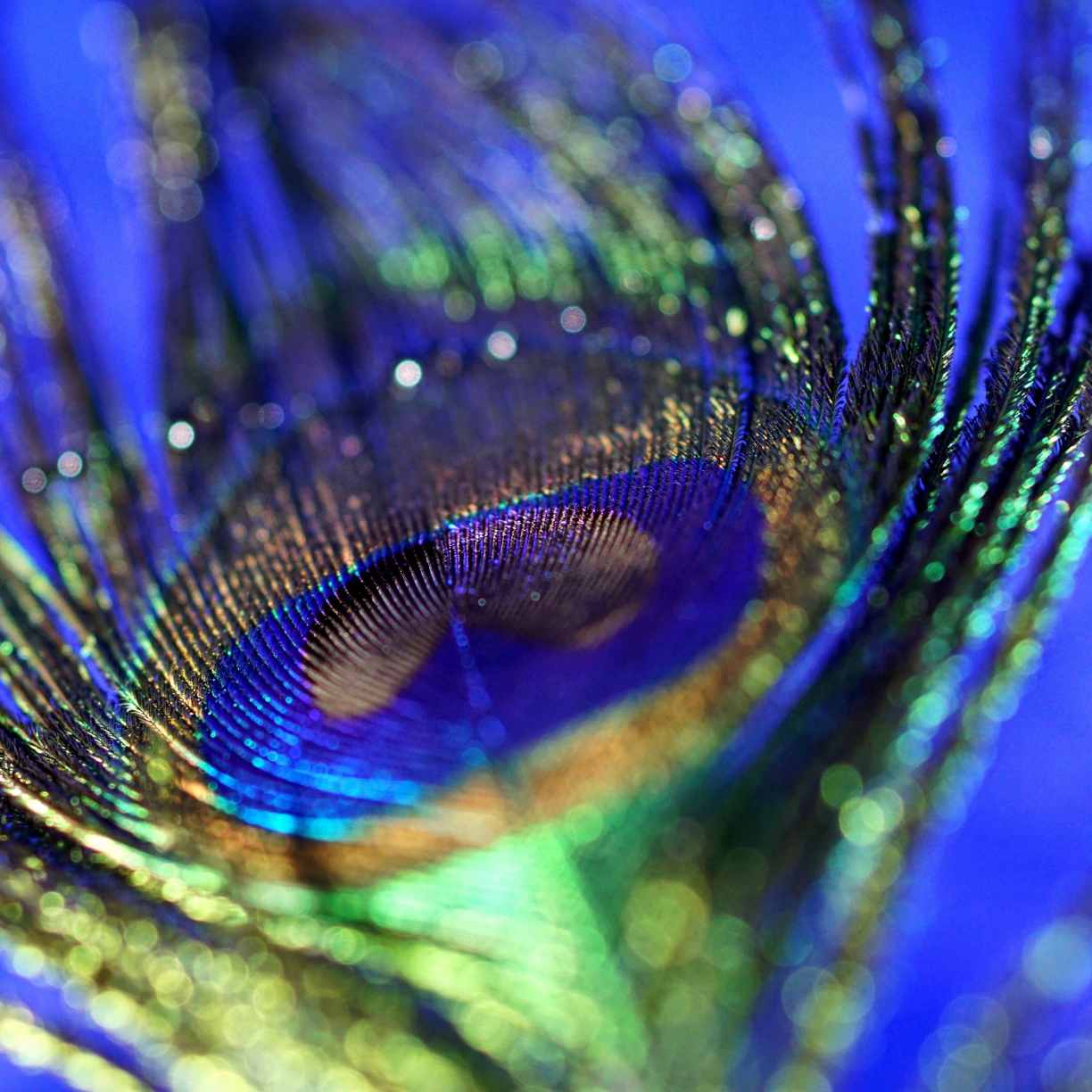 Wallpaper peacock, plumage, feather, colorful, close up, bokeh desktop