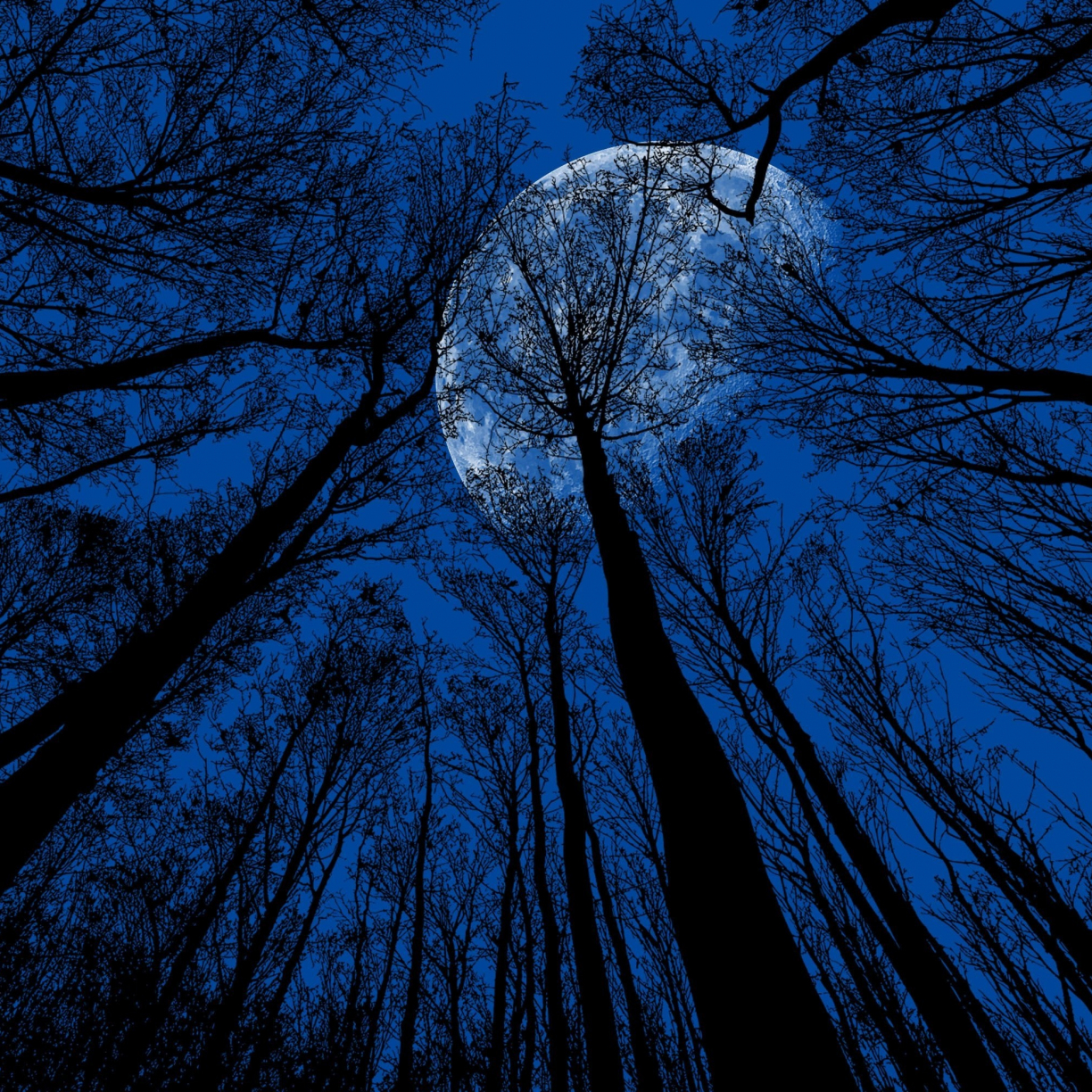 Луна сквозь деревья. Луна и дерево. Дерево под луной. Высокие деревья Луна.