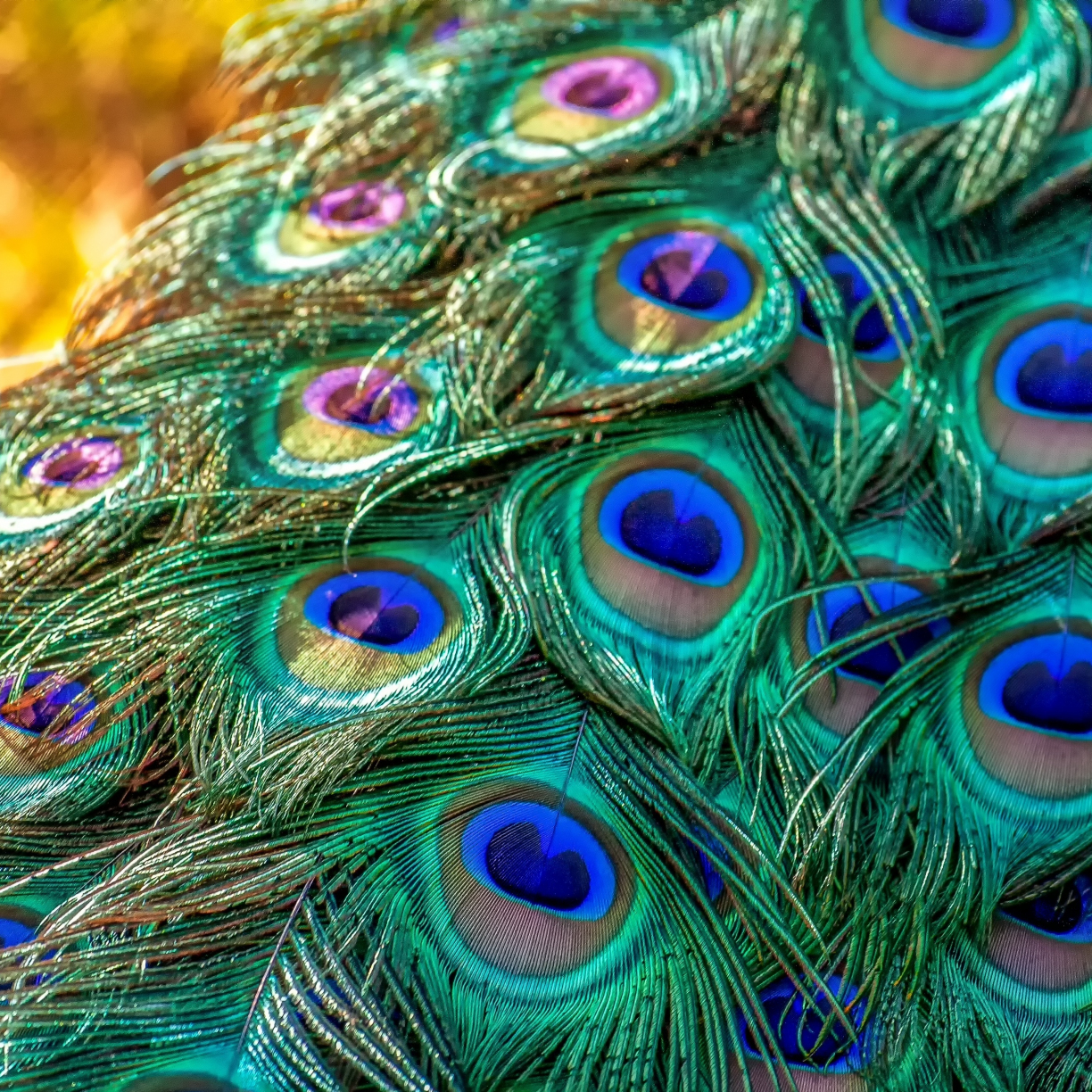 Wallpaper plumage, feathers, bird, peacock desktop wallpaper, hd image ...