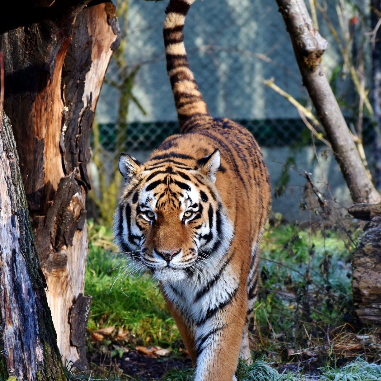 Wallpaper tiger, predator, looking straight, zoo desktop wallpaper, hd ...