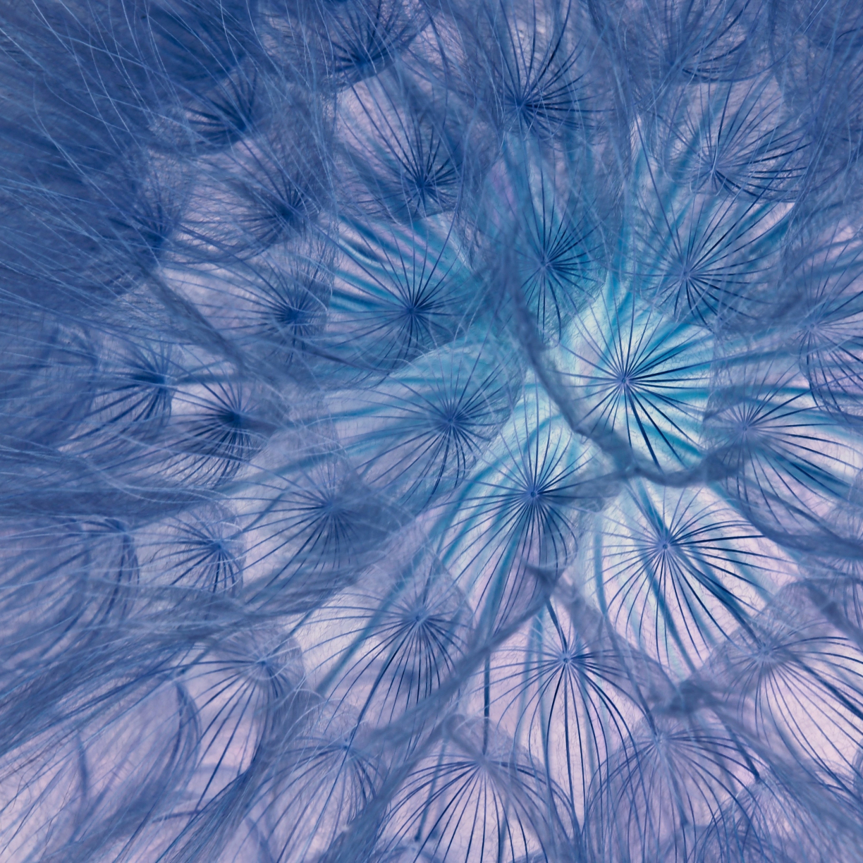 Flower, threads, close-up, dandelion, 1224x1224 wallpaper