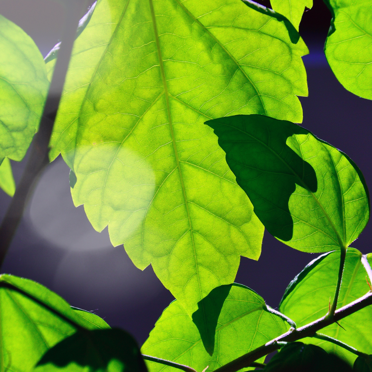 Wallpaper sunlight, shining, green, leaves, close up desktop wallpaper ...