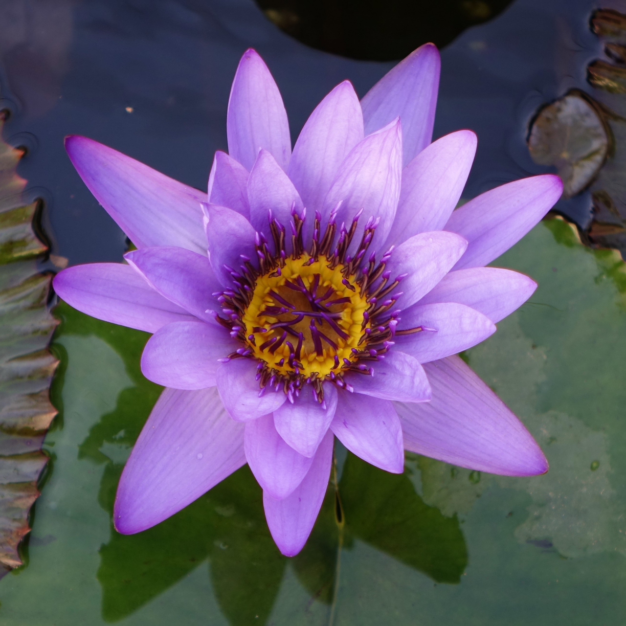 Wallpaper water lily, blue flower, water, close up desktop wallpaper ...