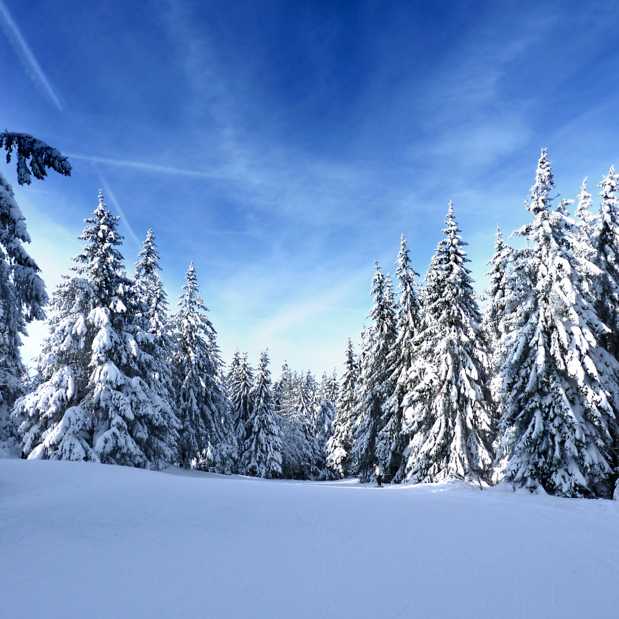 Wallpaper sunny day, winter, pine trees, nature desktop wallpaper, hd ...