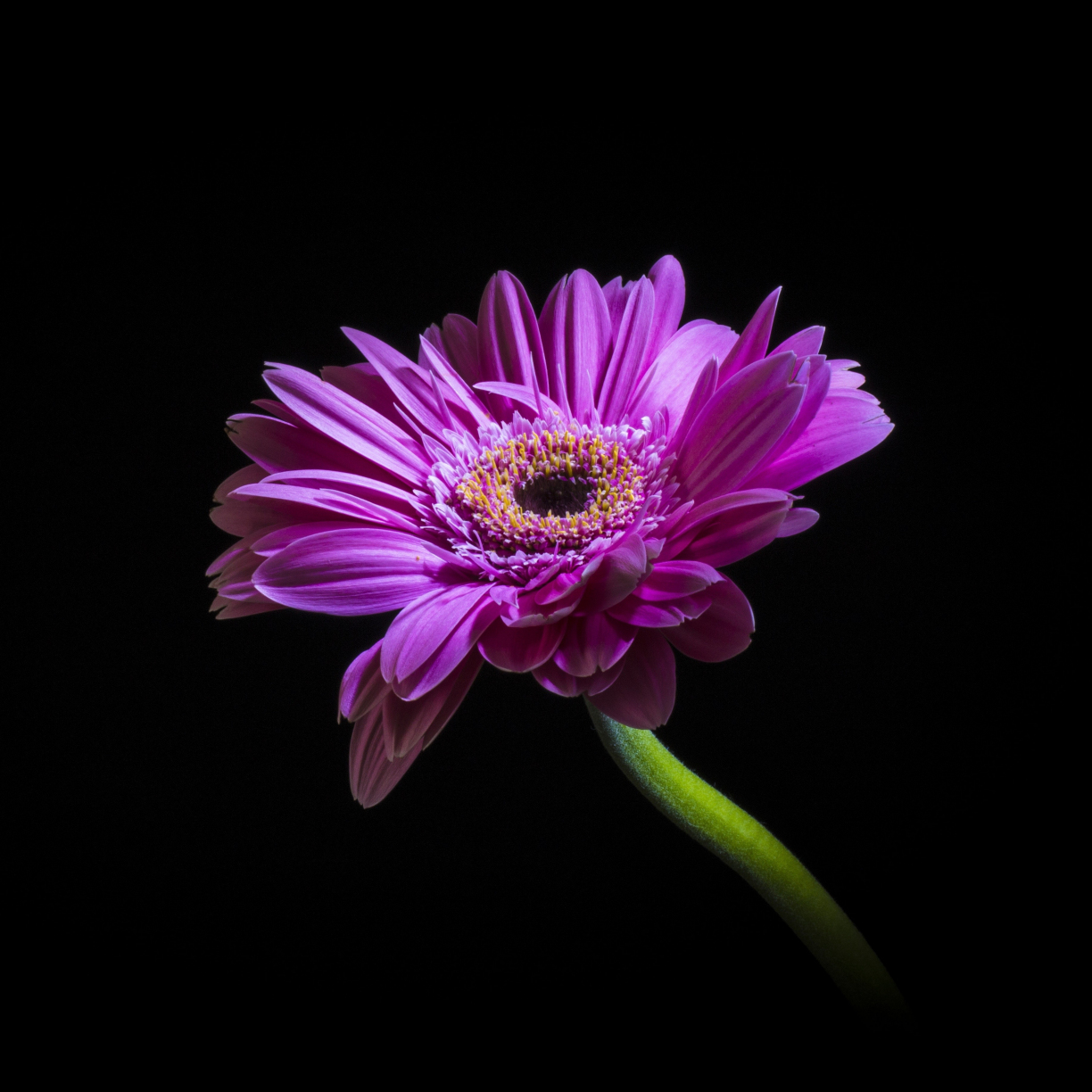 Wallpaper purple, daisy, flower, portrait desktop wallpaper, hd image ...