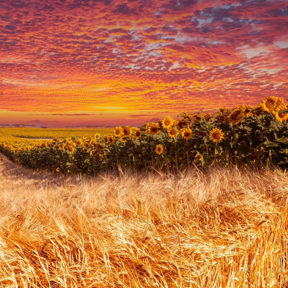 Wheat and sunflower farm, sunset, 1224x1224 wallpaper