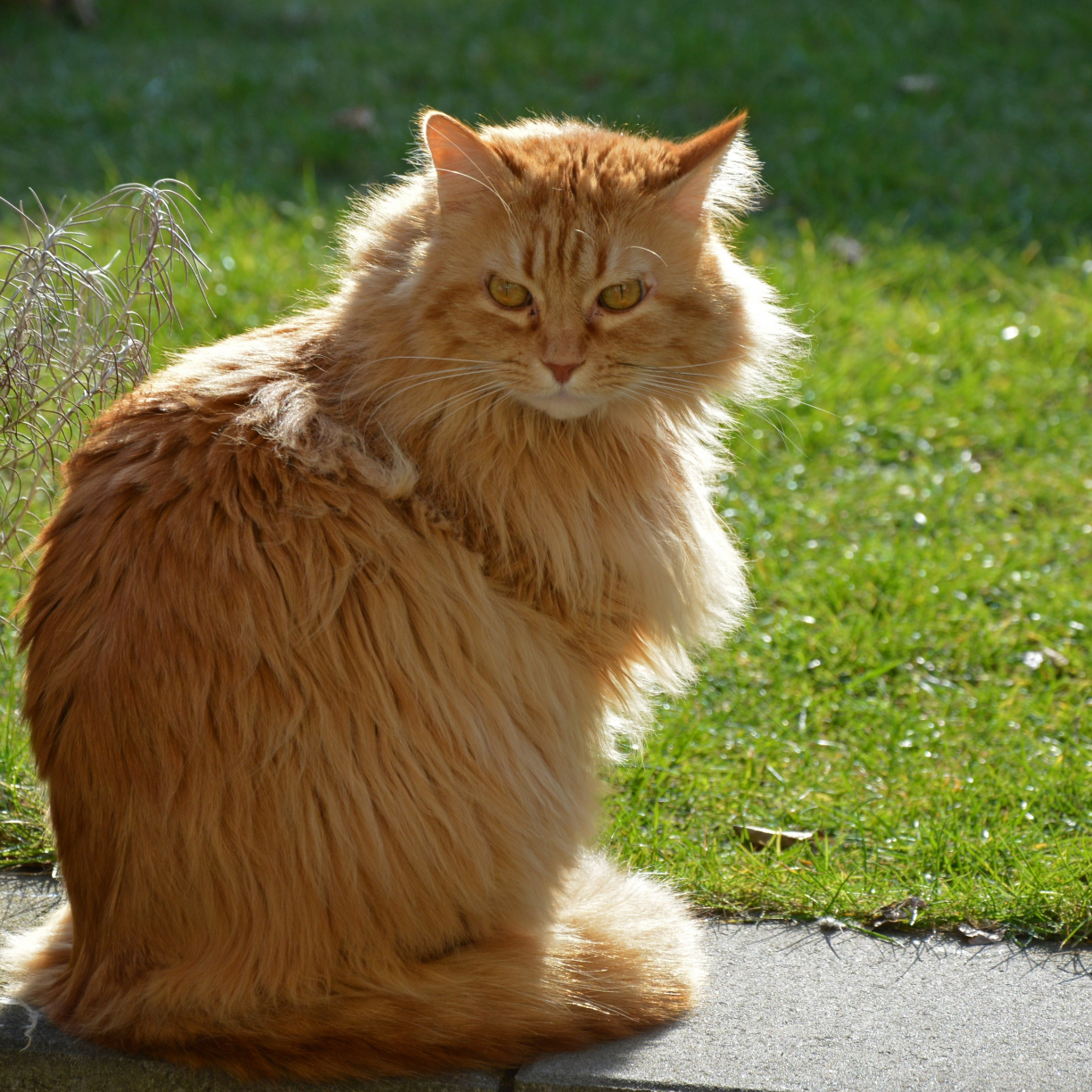 Wallpaper orange pet, cat, feline, curious desktop wallpaper, hd image ...