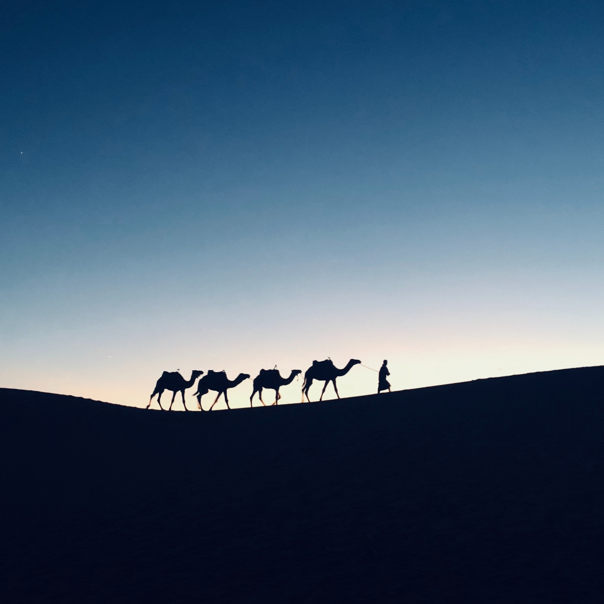 Silhouette, sunset, camel, Morocco, 1224x1224 wallpaper