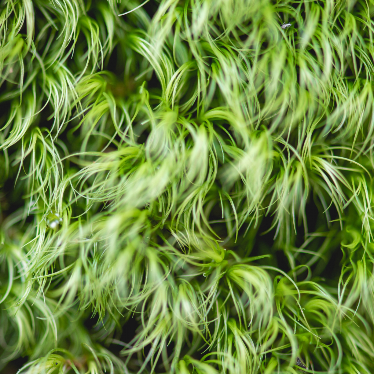 Wallpaper green plants, threads desktop wallpaper, hd image, picture ...